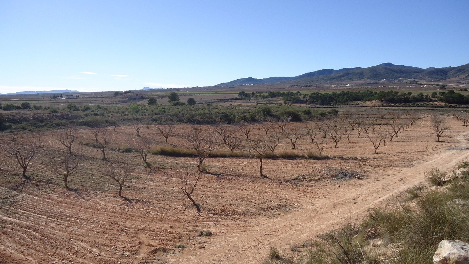 Tanah di Pinoso, Valencia 10722799