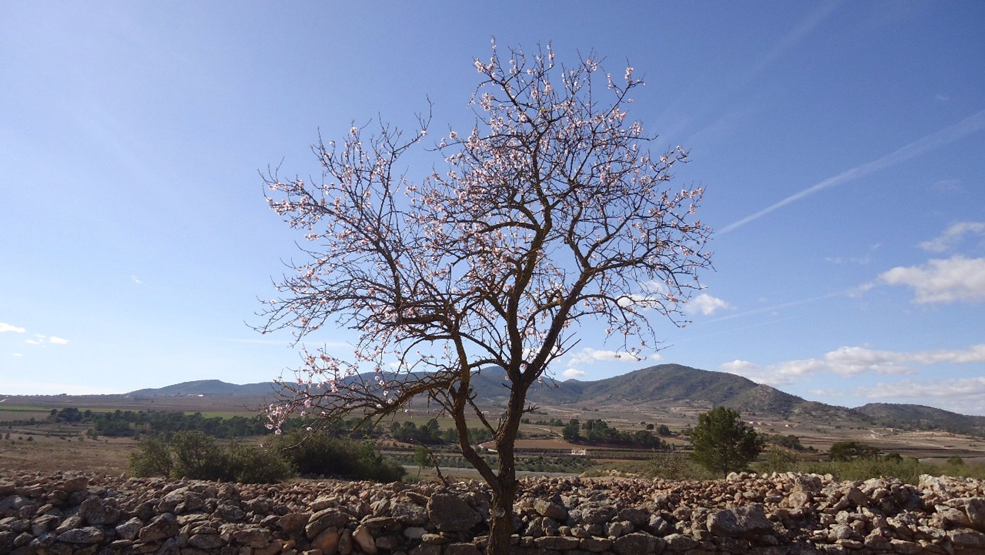 土地 在 Pinoso, Comunidad Valenciana 10722799