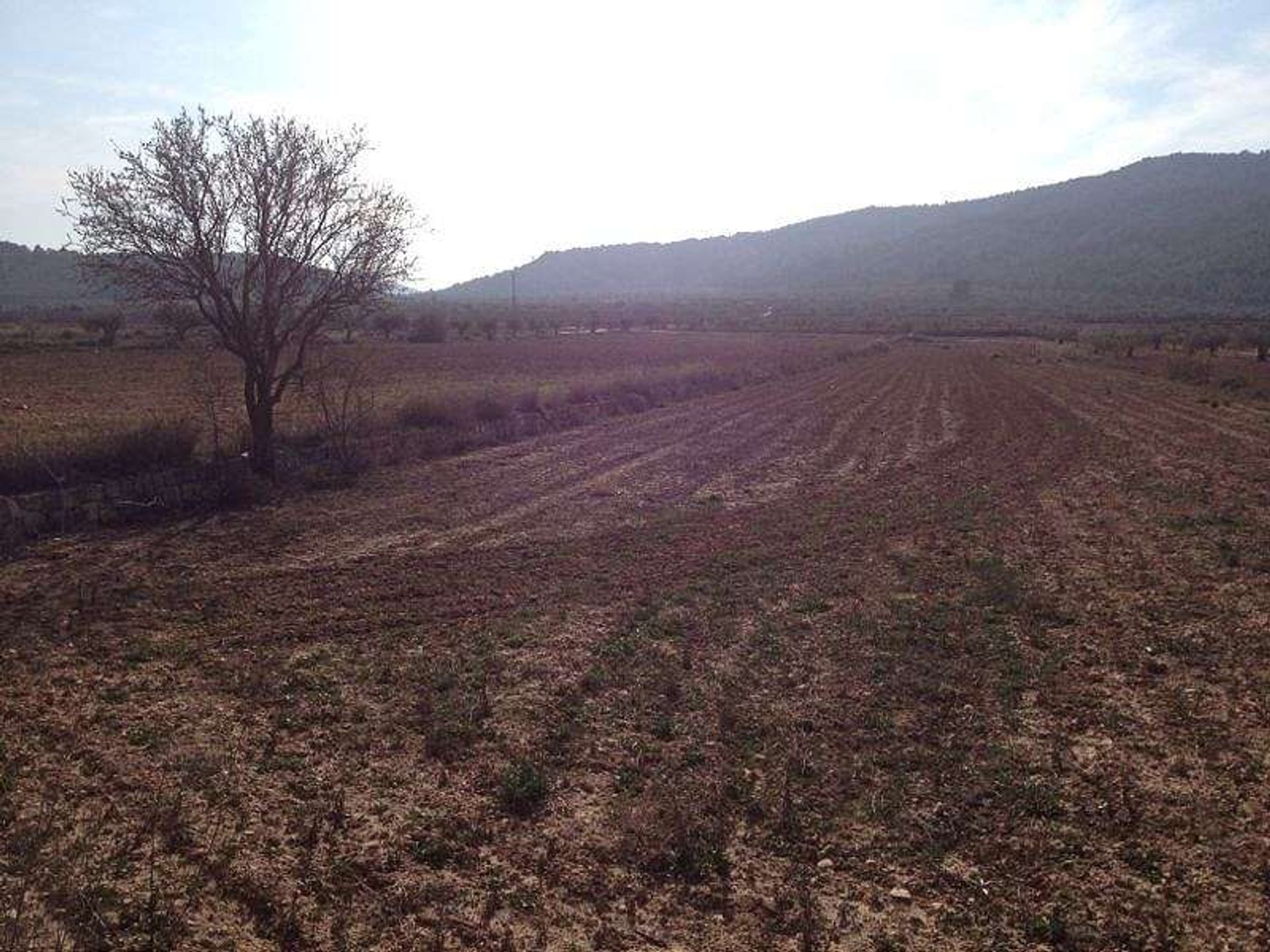 Terra no Pinoso, Comunidad Valenciana 10722815