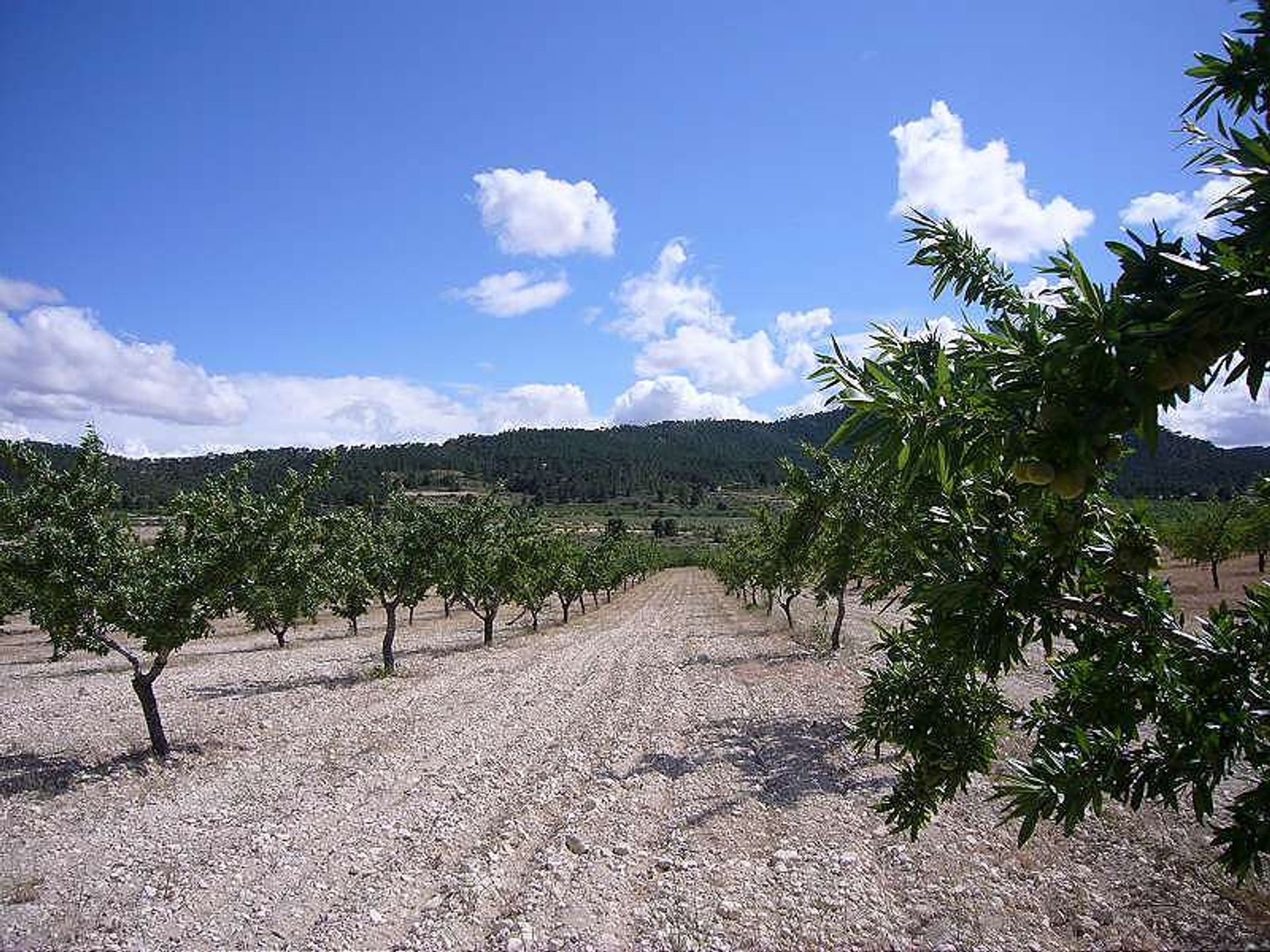 Будинок в les Salines d'Elda, Comunidad Valenciana 10722819