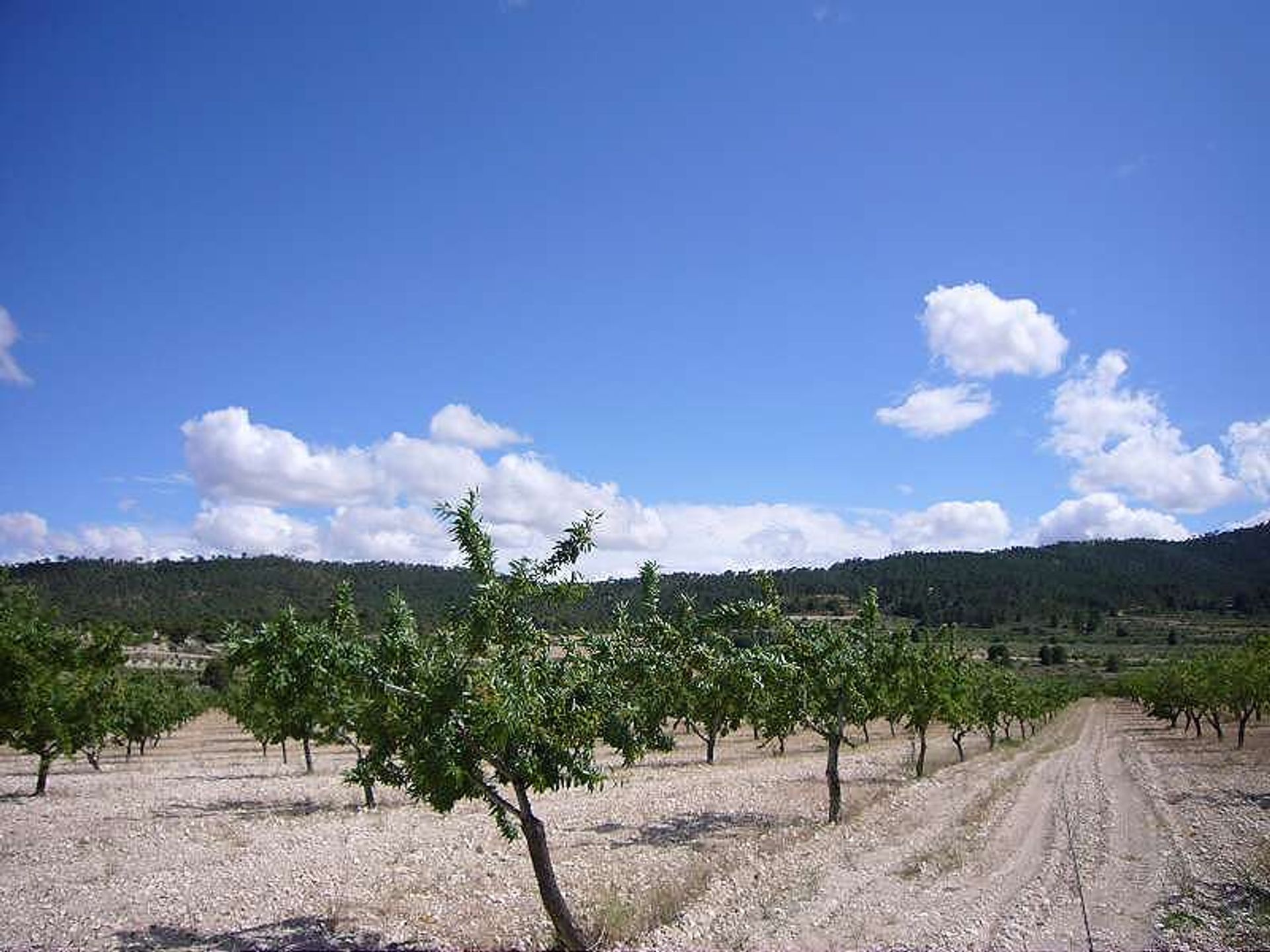 Hus i les Salines d'Elda, Comunidad Valenciana 10722819