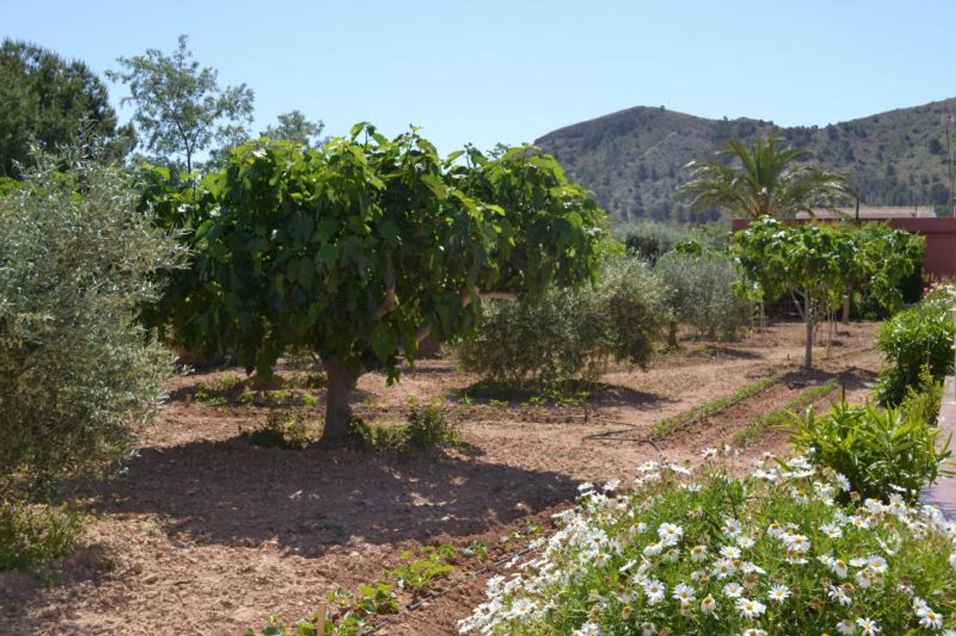 Talo sisään , Comunidad Valenciana 10722977