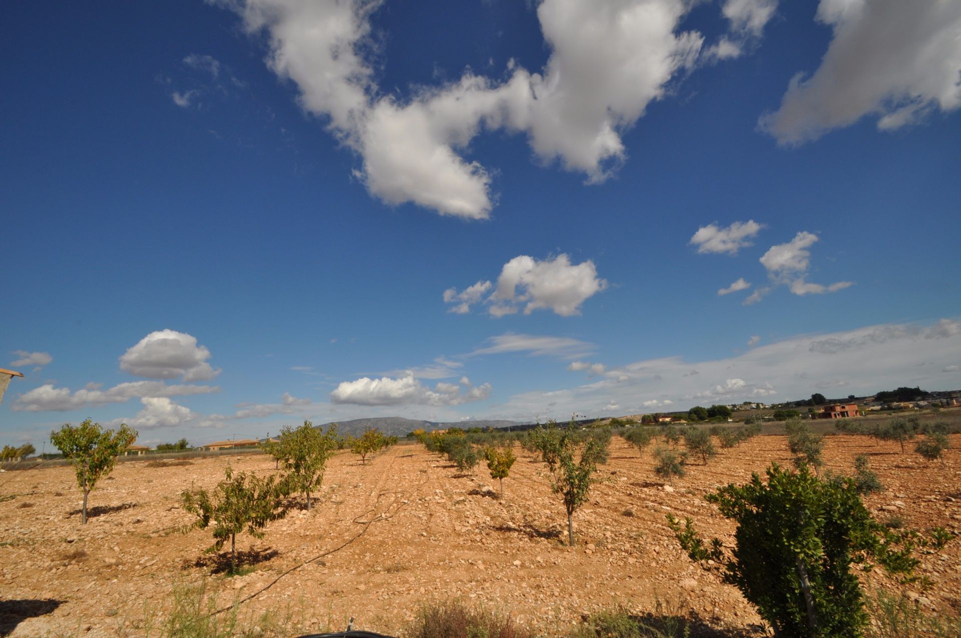 Tierra en Pinoso, Comunidad Valenciana 10723012