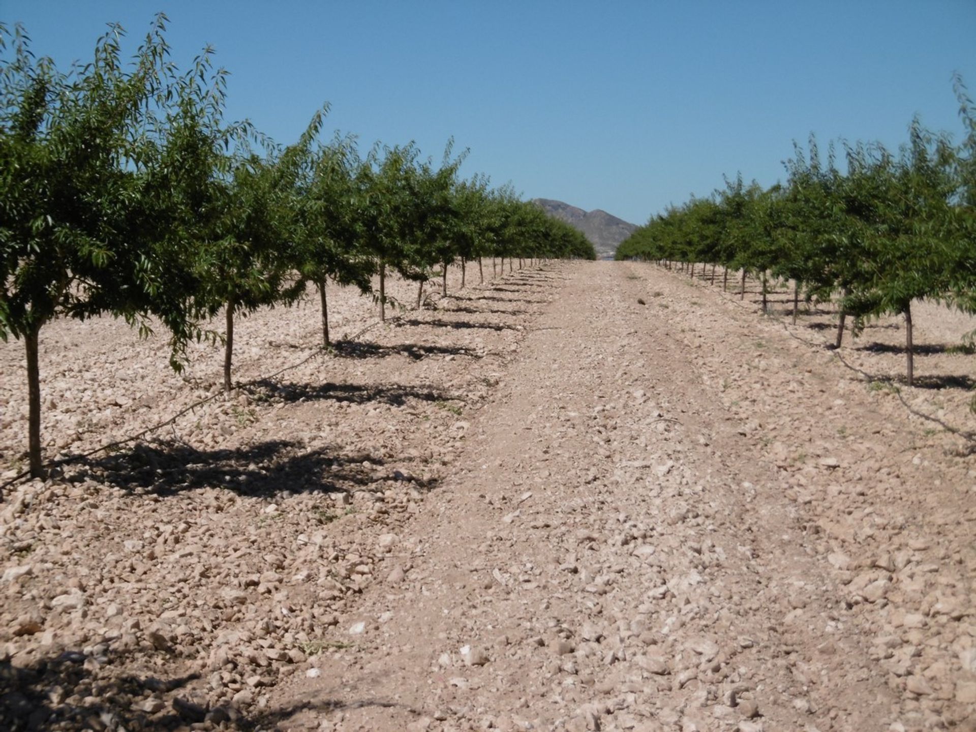 Land in Yecla, Región de Murcia 10723053