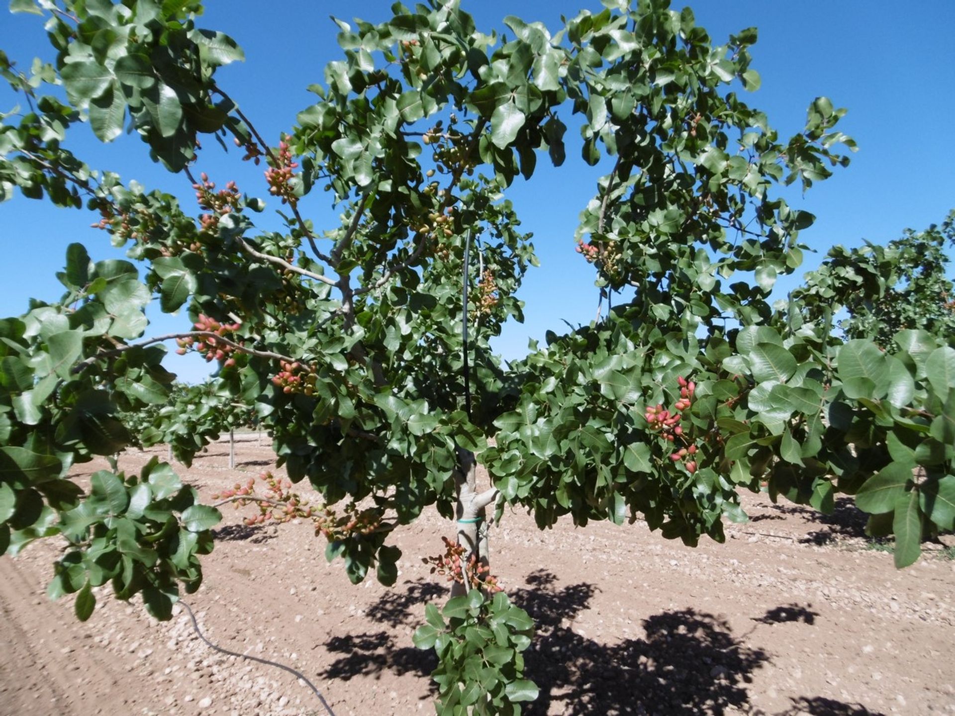 Land in Yecla, Región de Murcia 10723053