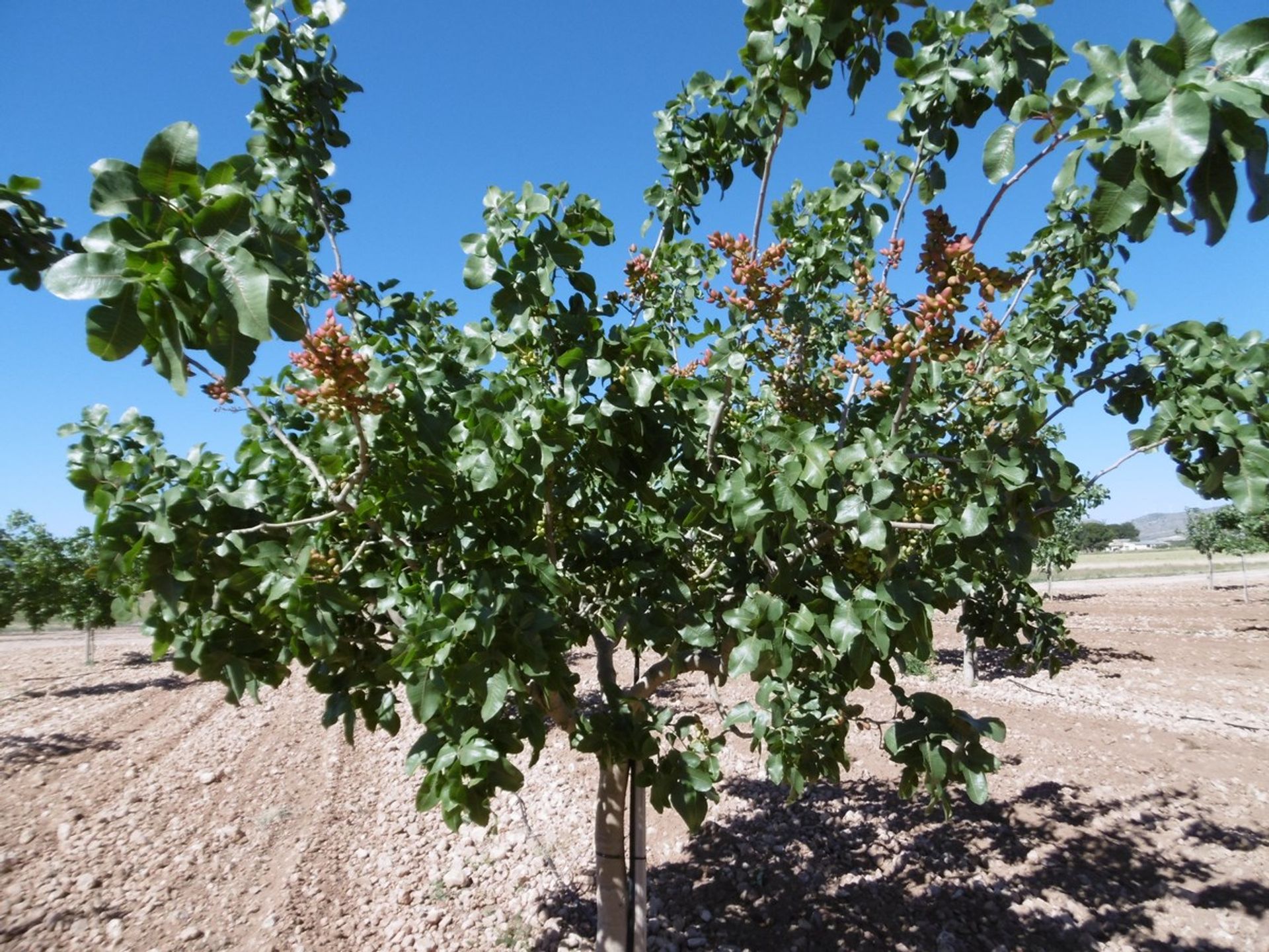 Land in Yecla, Región de Murcia 10723053