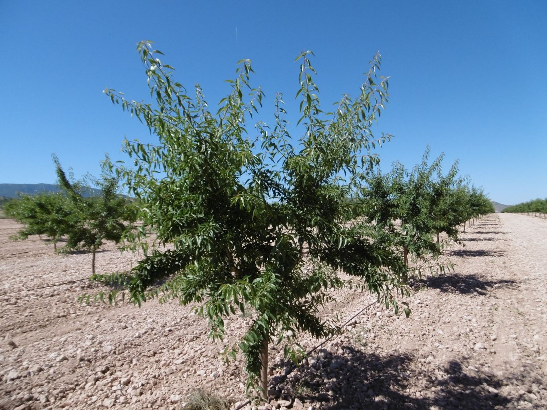 Land in Yecla, Región de Murcia 10723053