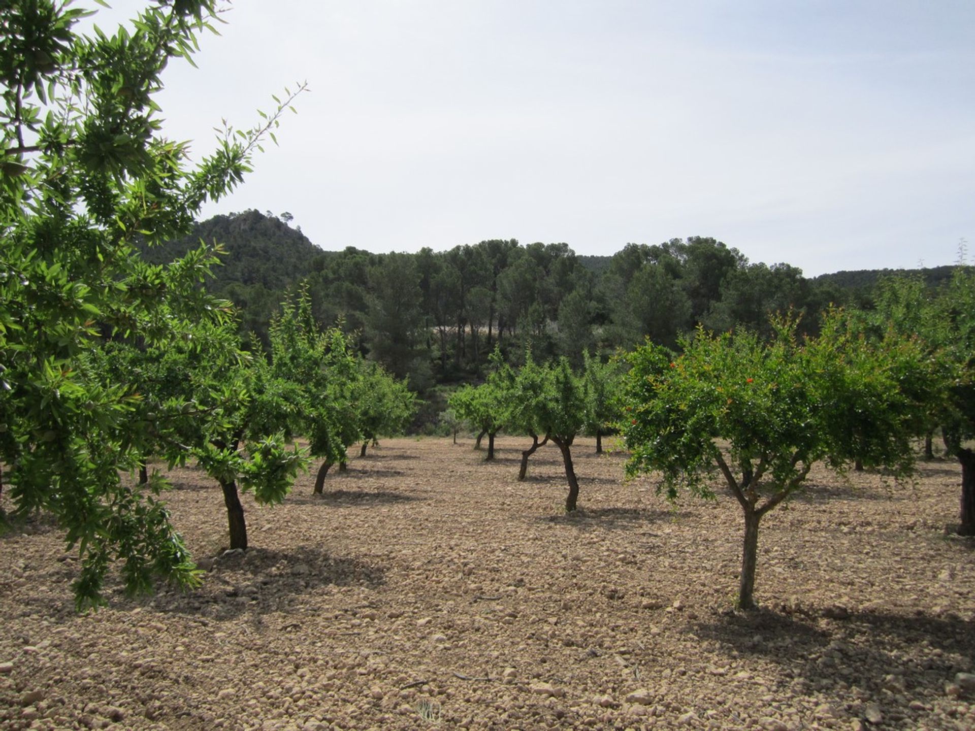 casa en Villena, Comunidad Valenciana 10723109