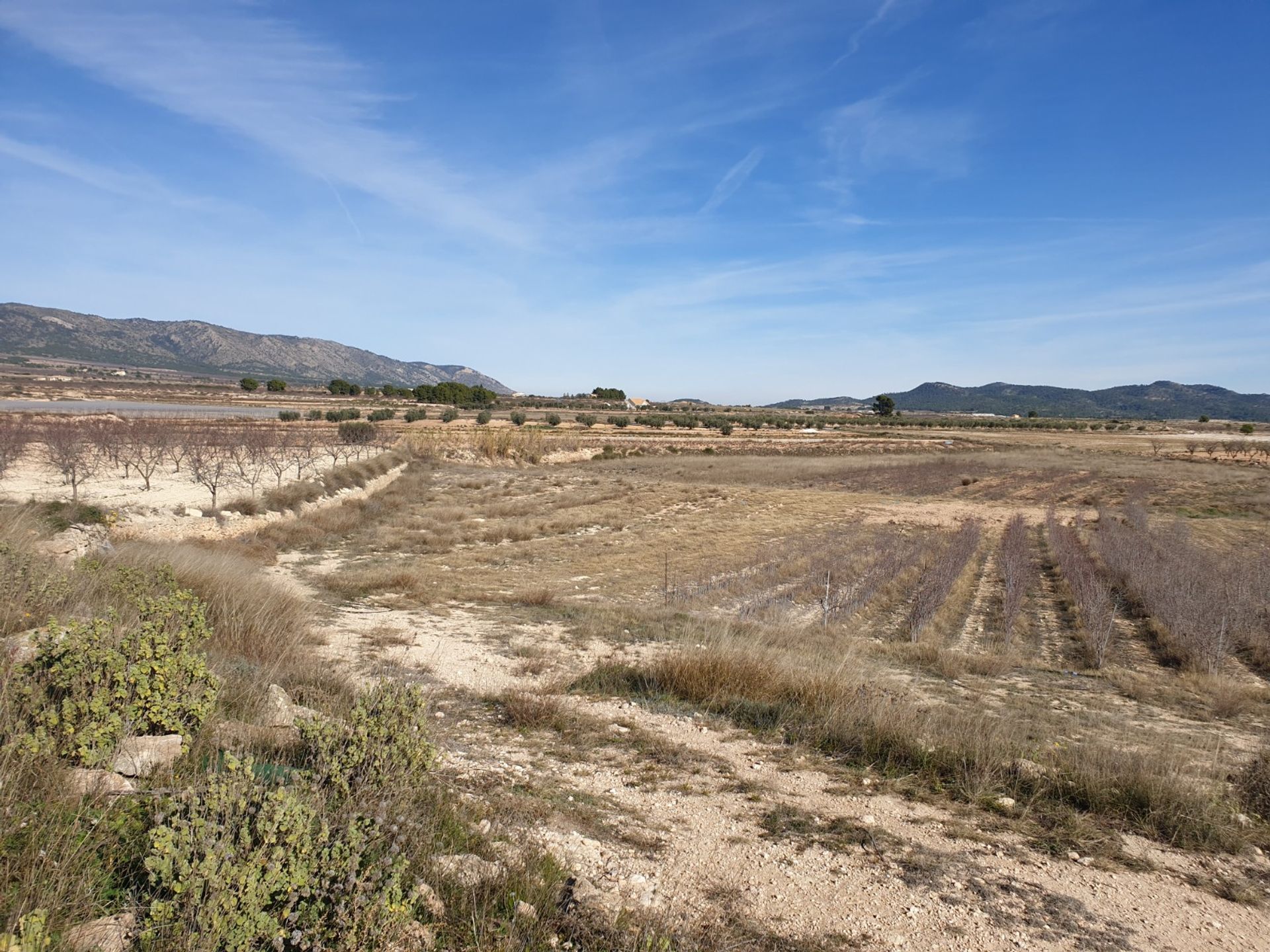 الأرض في Pinoso, Comunidad Valenciana 10723146