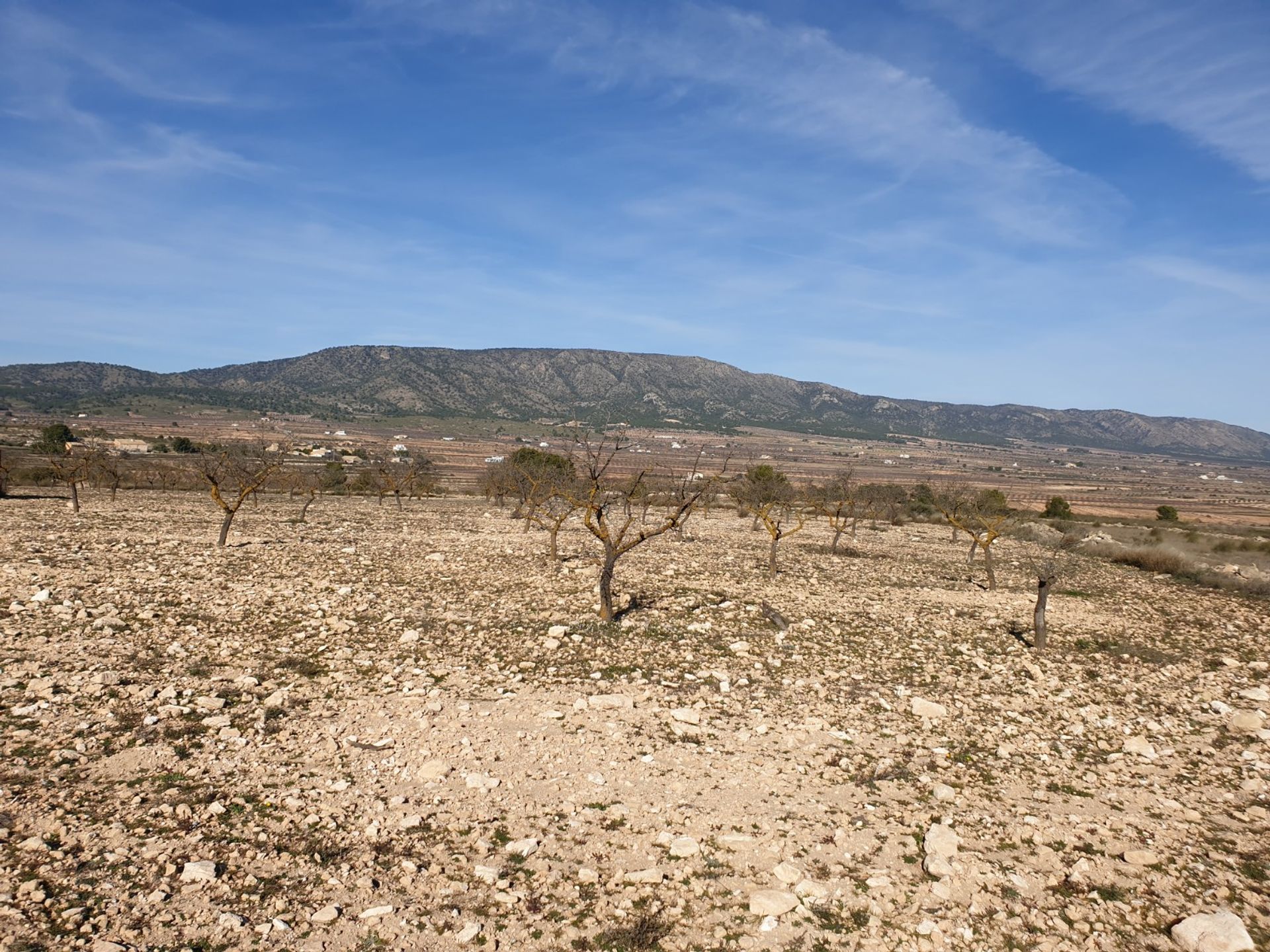 Land i Pinoso, Comunidad Valenciana 10723153