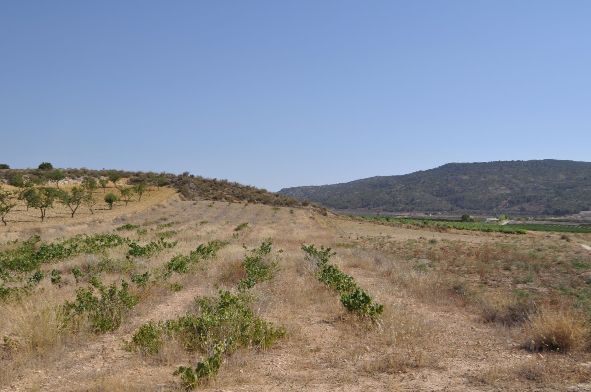 Tierra en Pinoso, Comunidad Valenciana 10723293