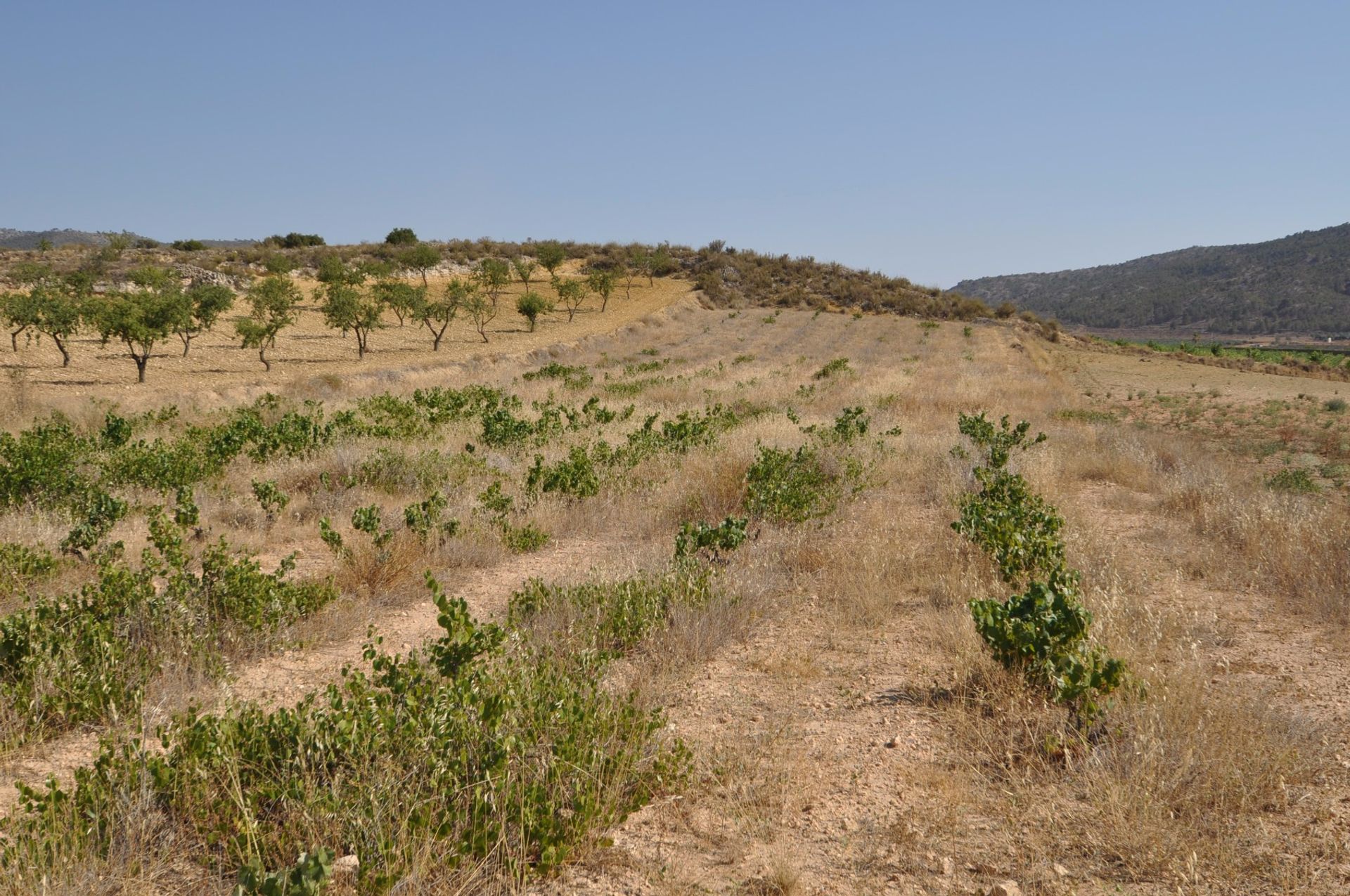 Tierra en Pinoso, Comunidad Valenciana 10723293