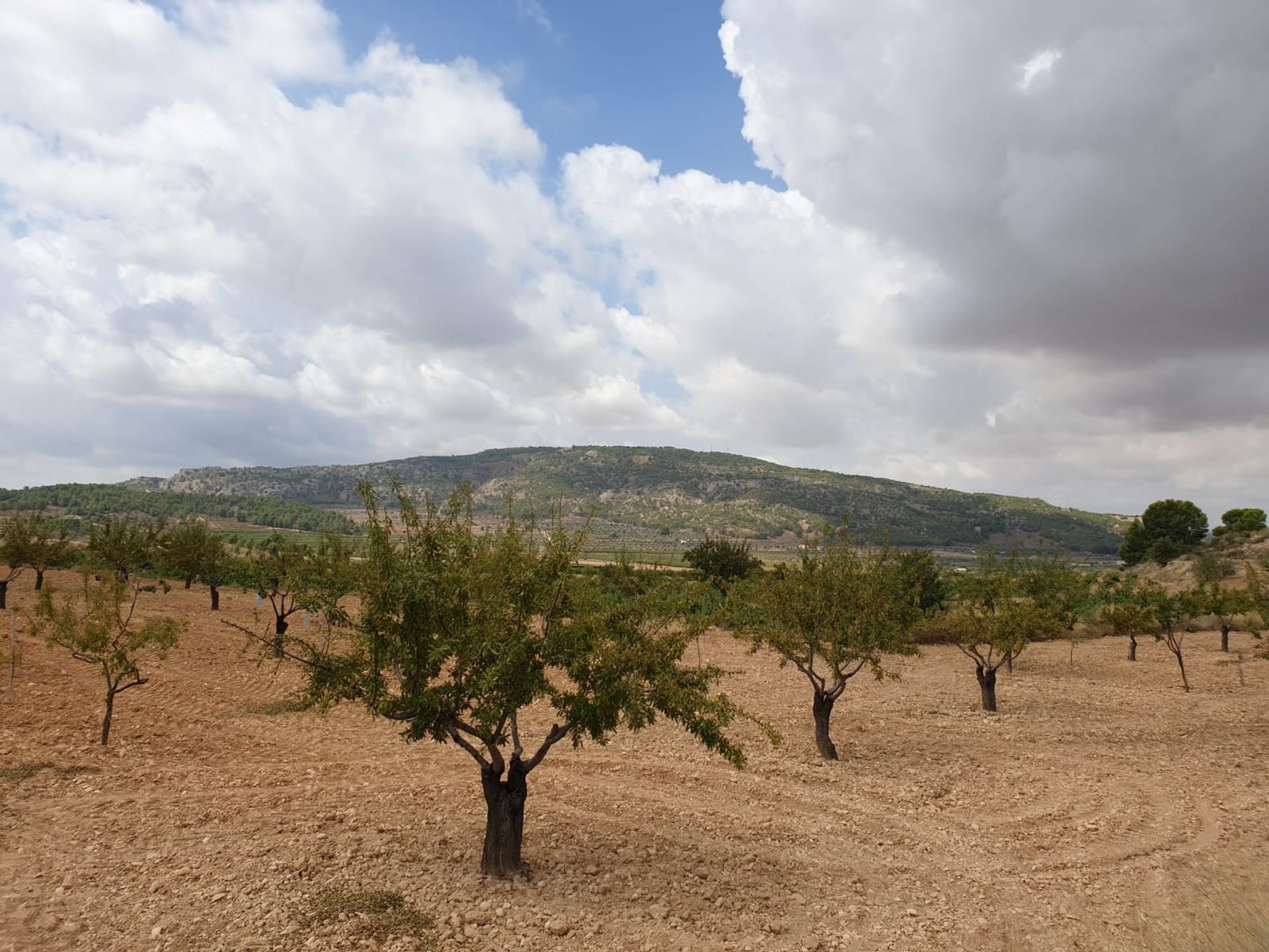 Tierra en pinoso, Valencia 10723311