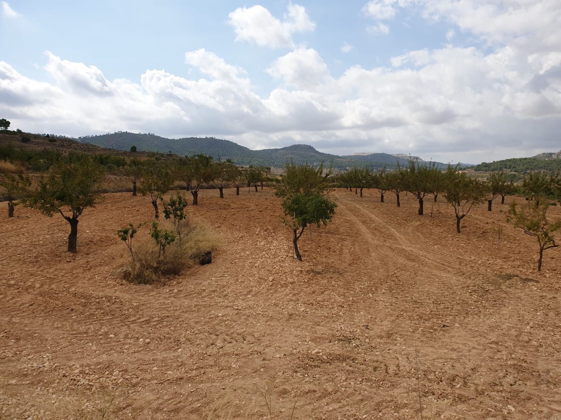 Tanah di Pinoso, Valencia 10723311