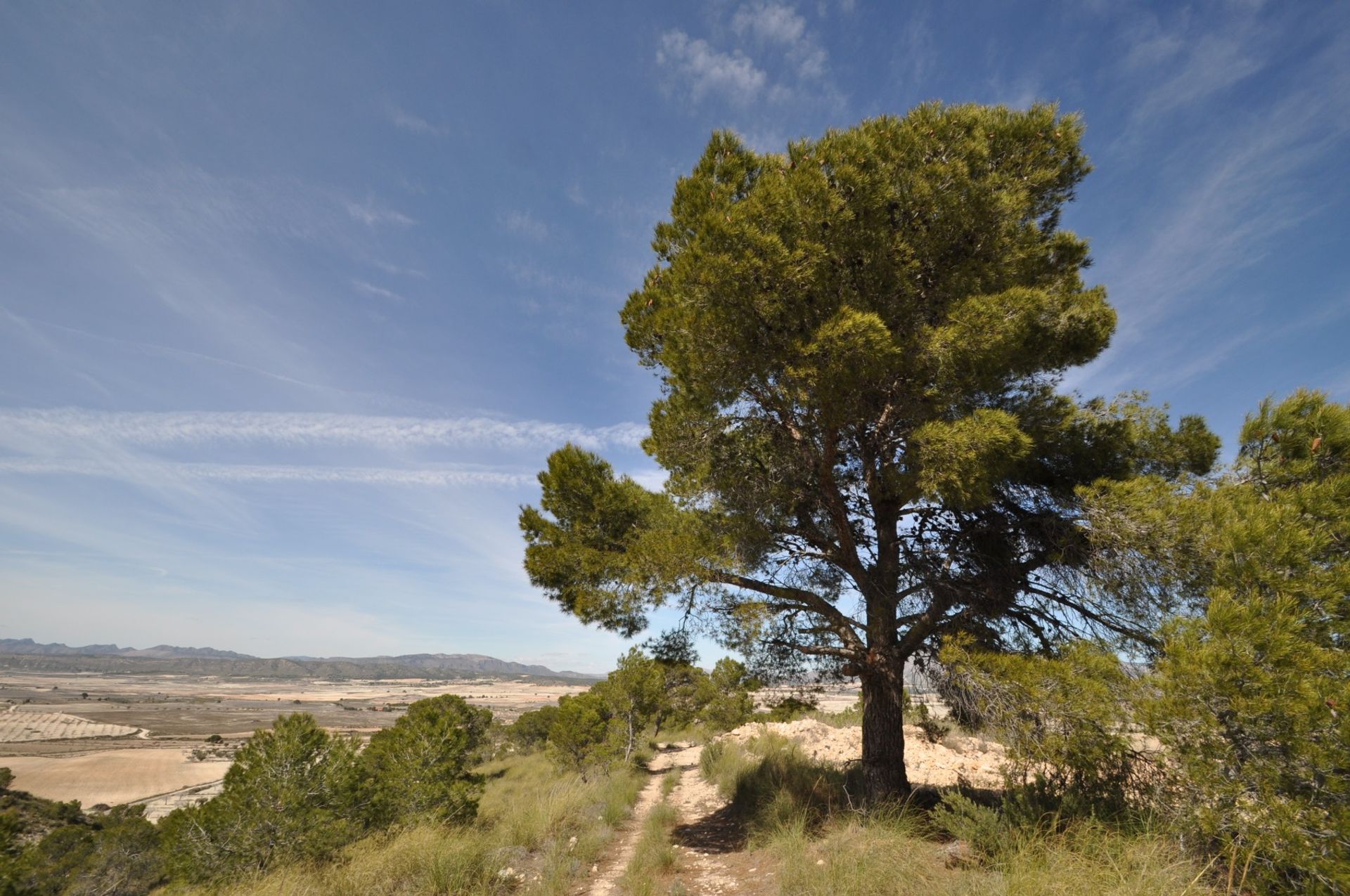 Land im La Zarza, Región de Murcia 10723474