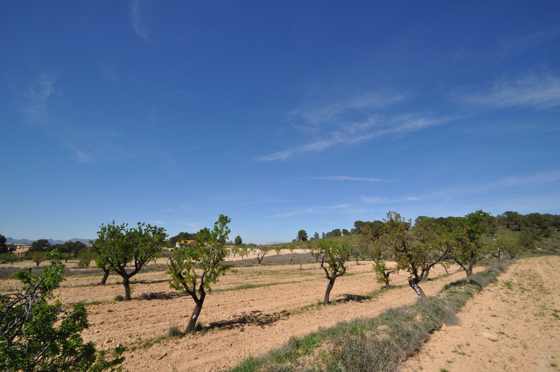 Land im Pinoso, Valencia 10723572