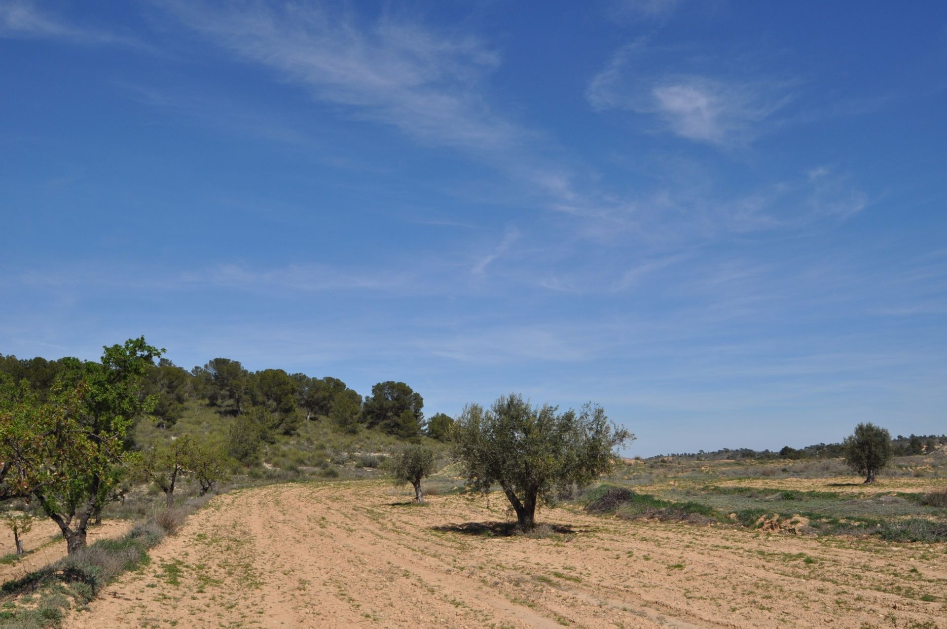 Land in Pinoso, Valencia 10723572