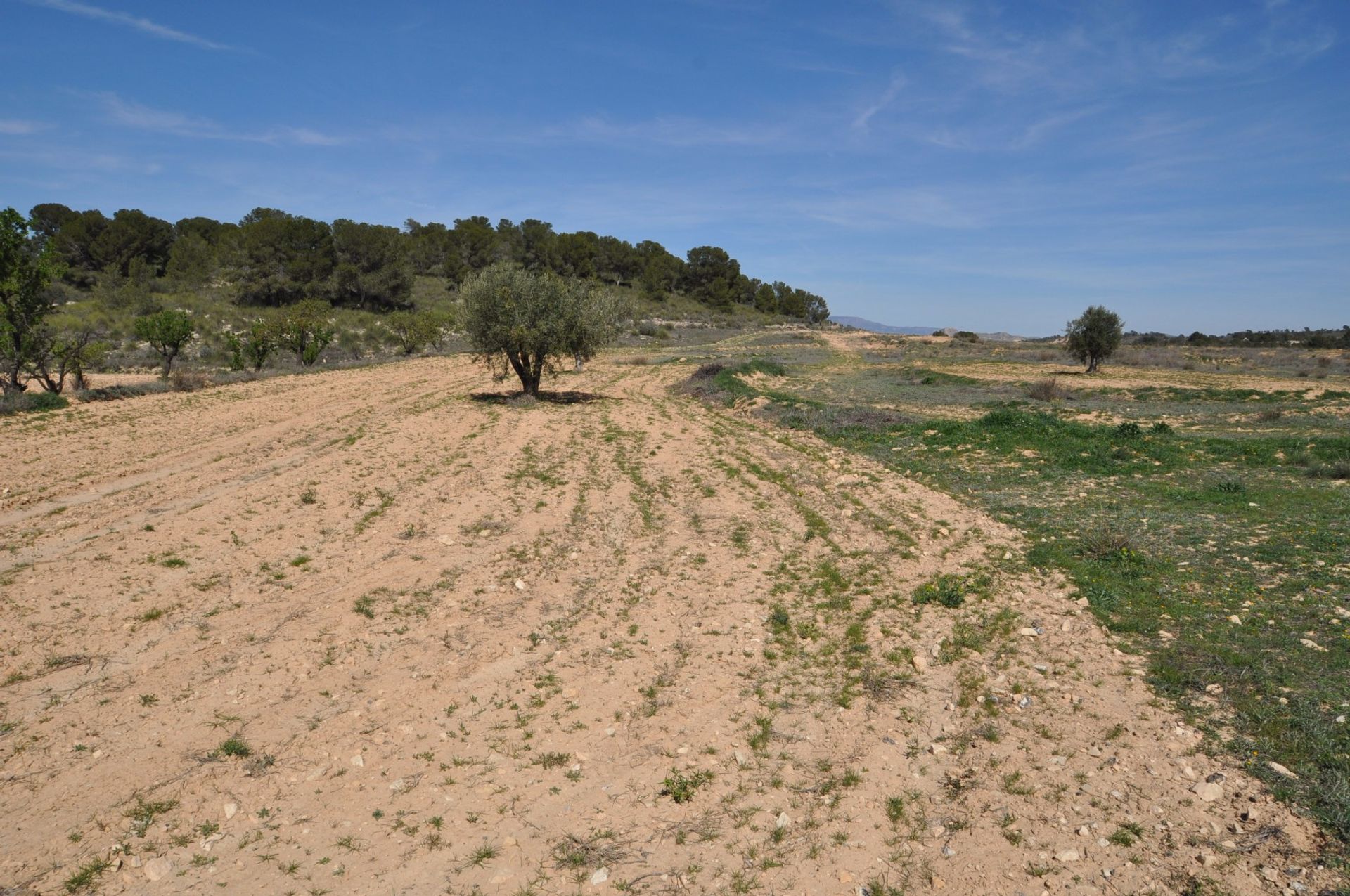 Land in Pinoso, Valencia 10723572