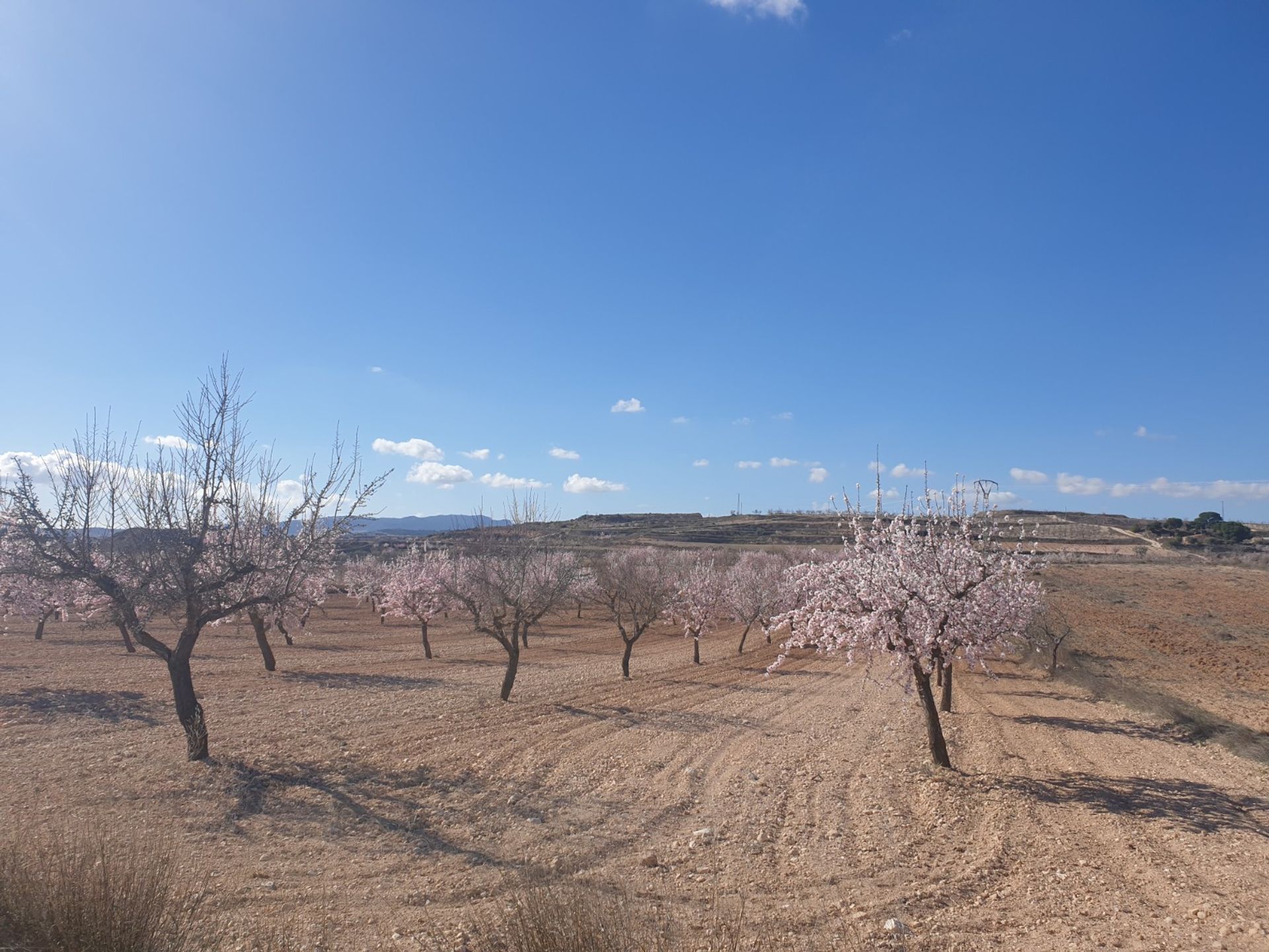 Land i Pinoso, Comunidad Valenciana 10723590