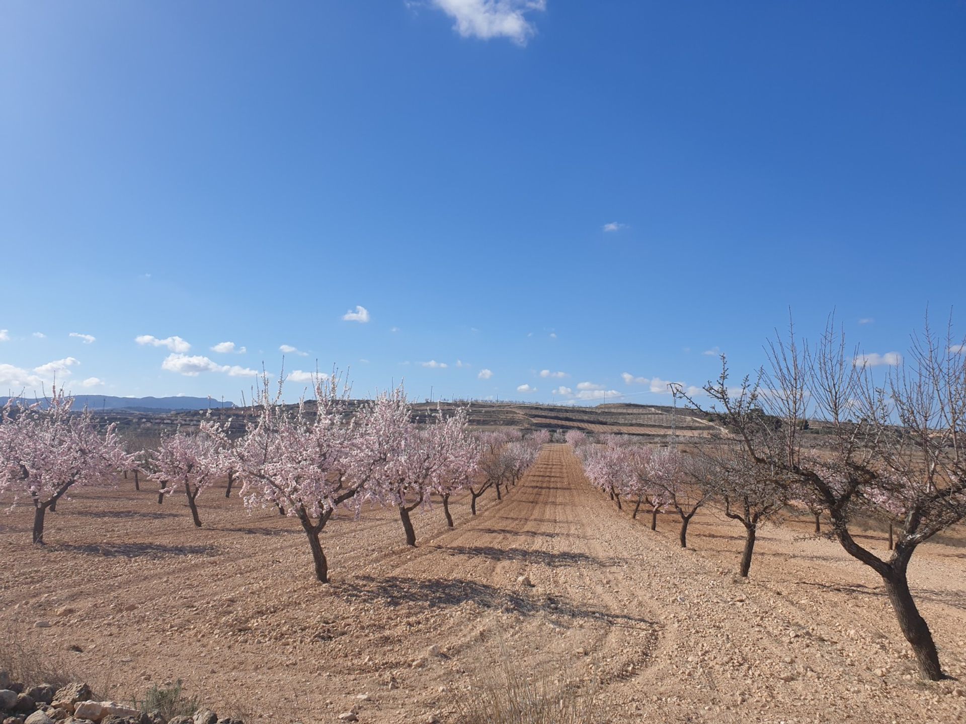 Land in Pinoso, Comunidad Valenciana 10723590