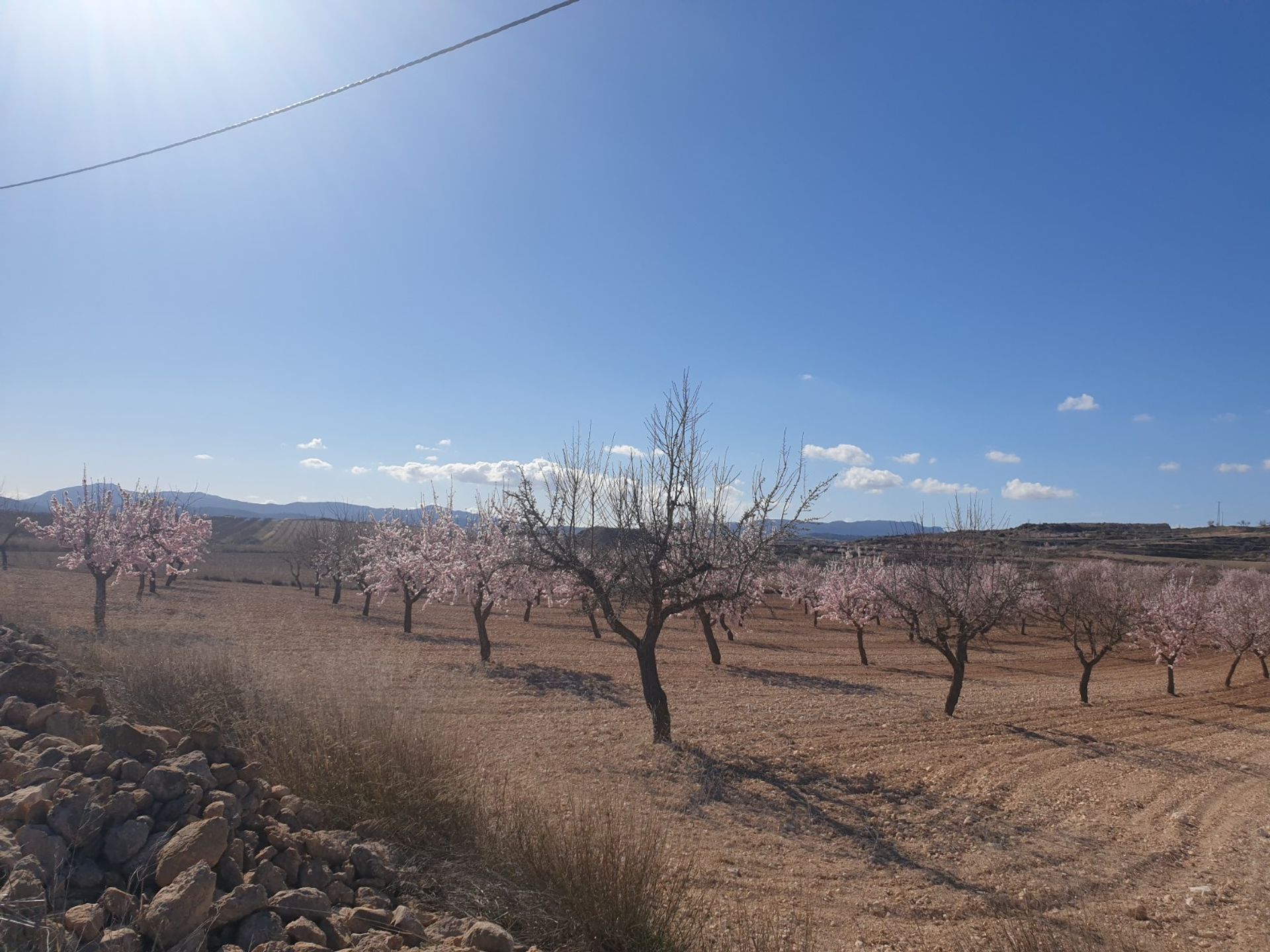 Terra no Pinoso, Comunidad Valenciana 10723590