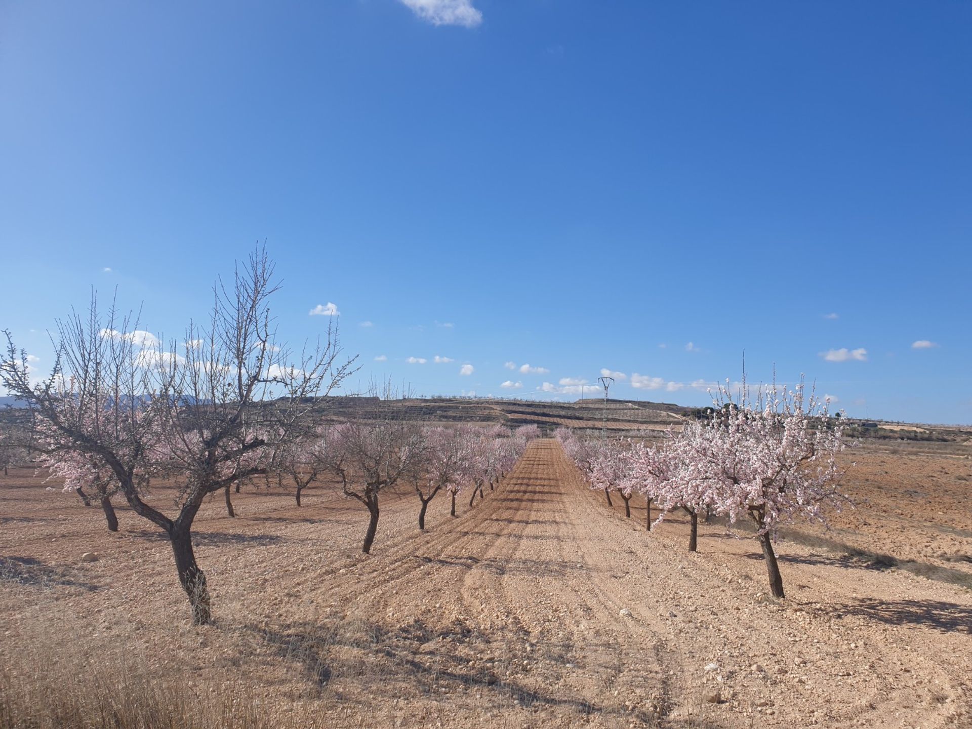 Land in Pinoso, Comunidad Valenciana 10723590