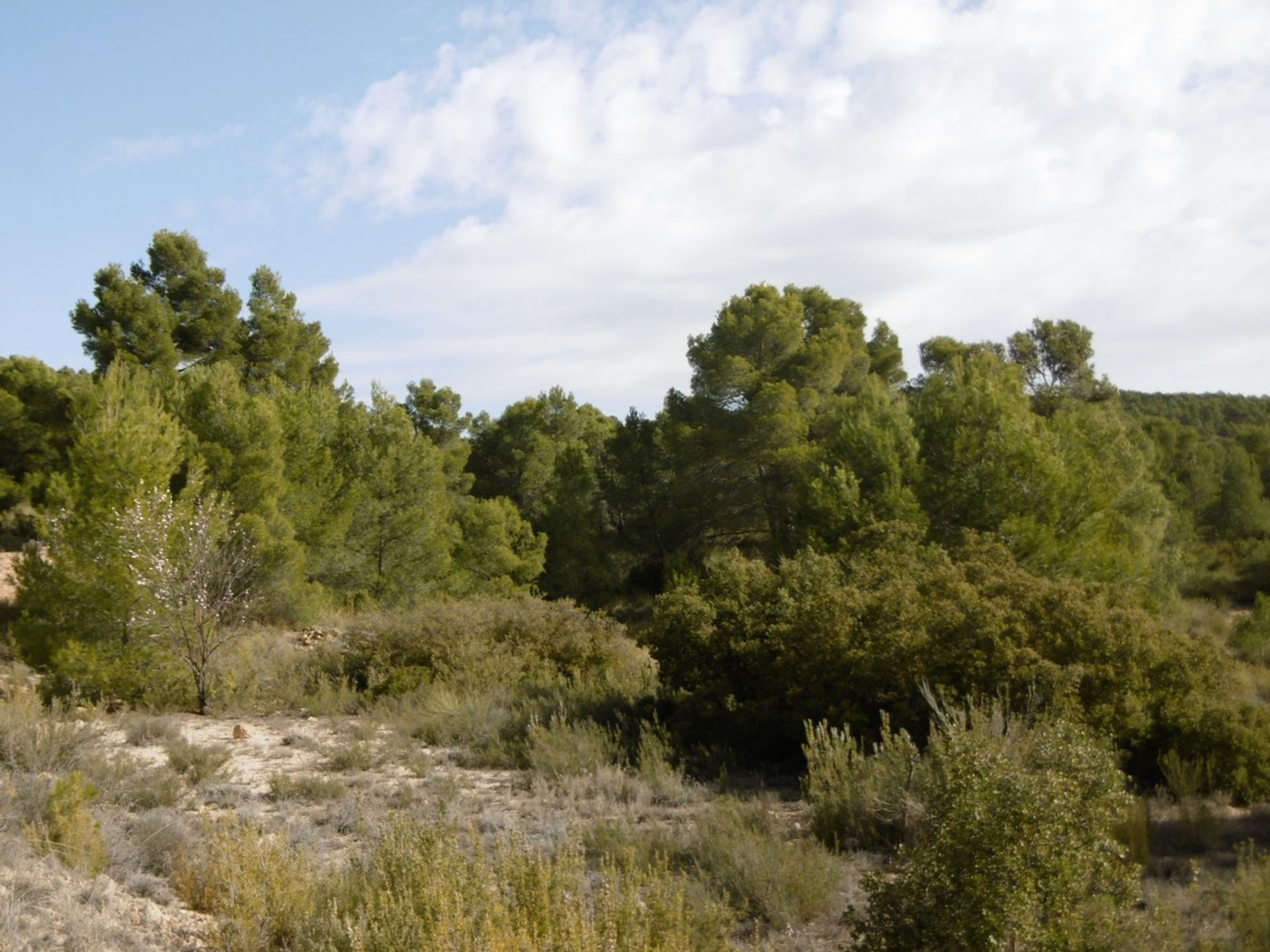 rumah dalam Yecla, Región de Murcia 10723612