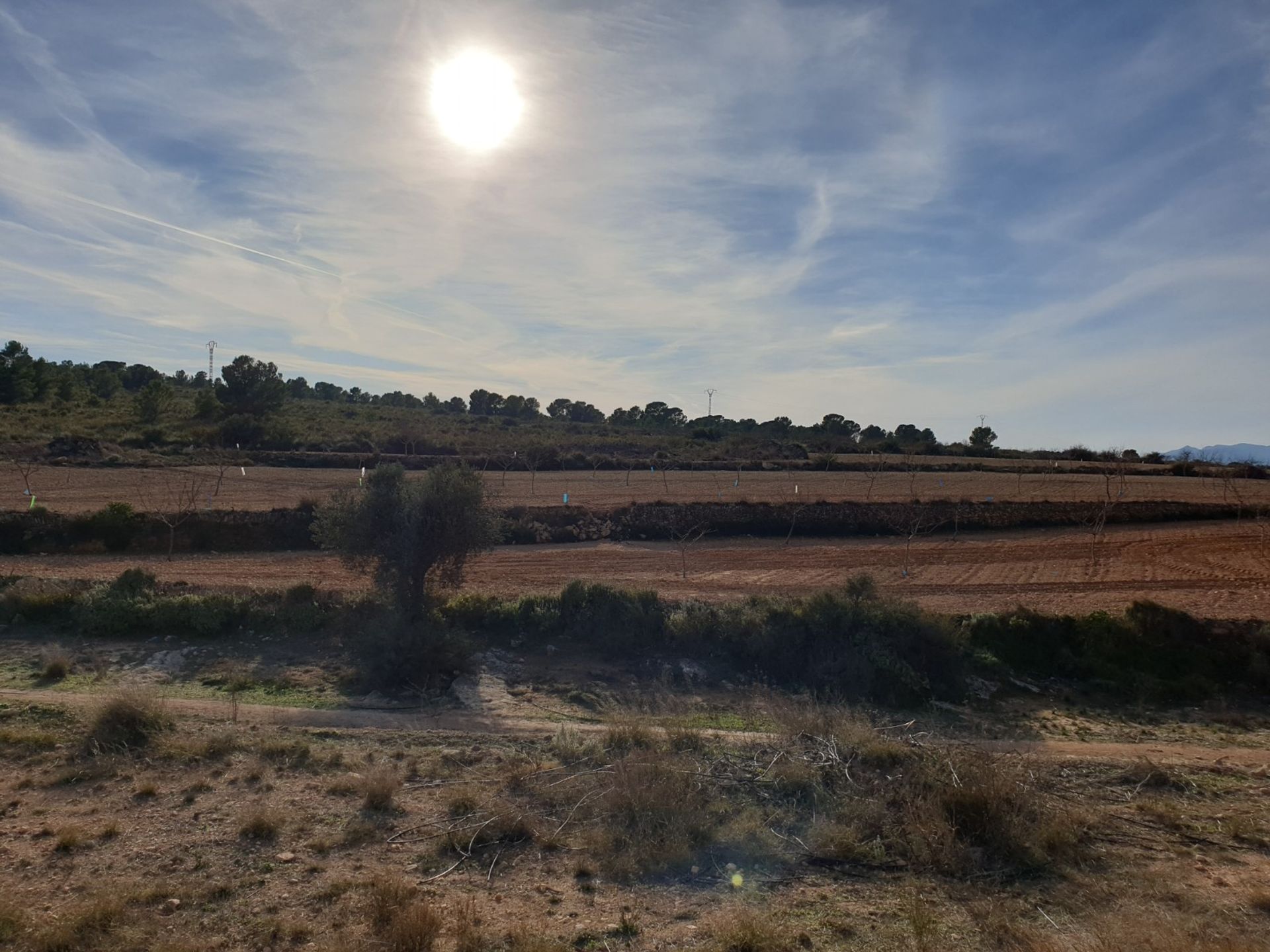 Land in Pinoso, Comunidad Valenciana 10723617