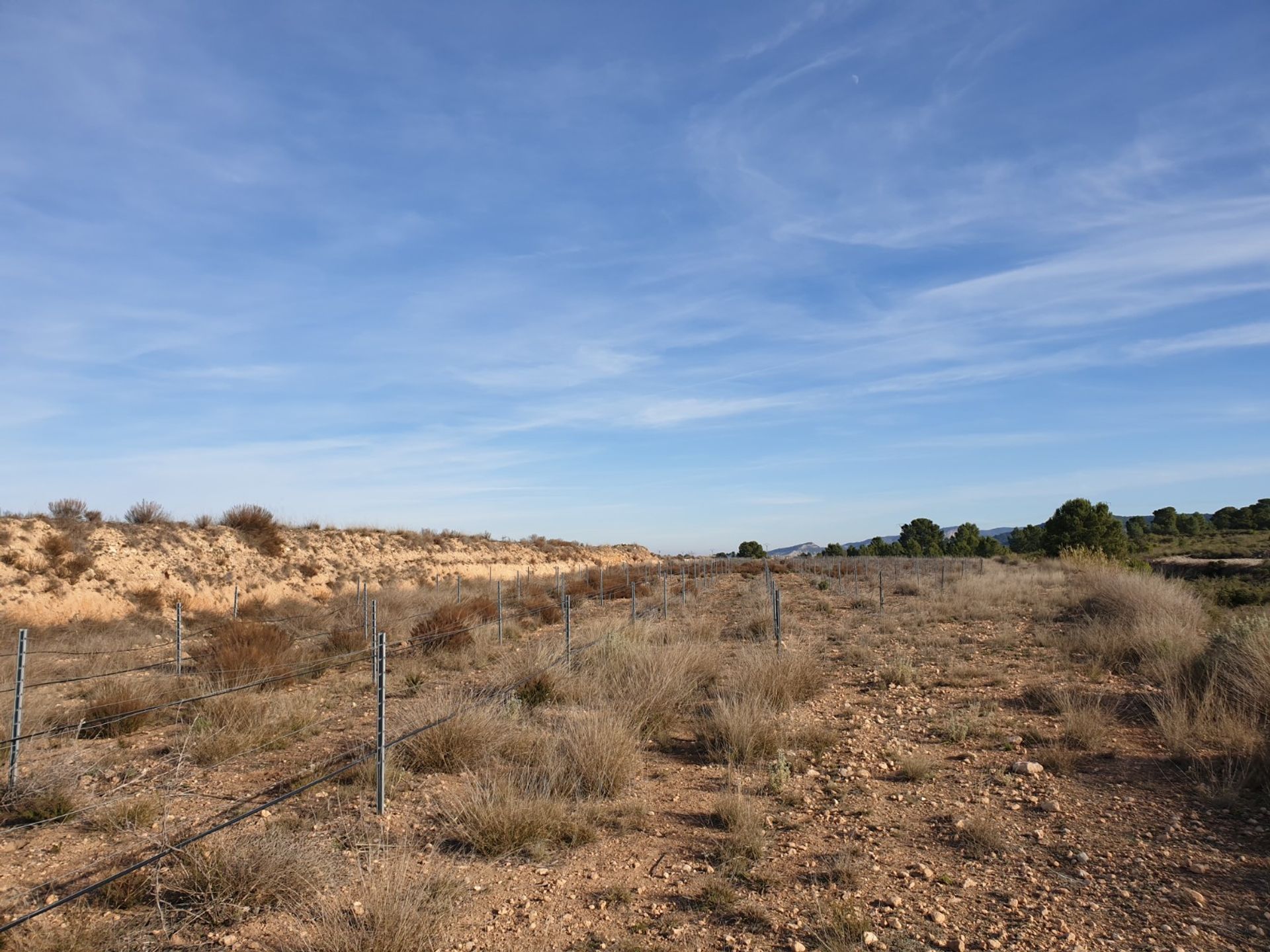 Tierra en Pinoso, Comunidad Valenciana 10723617