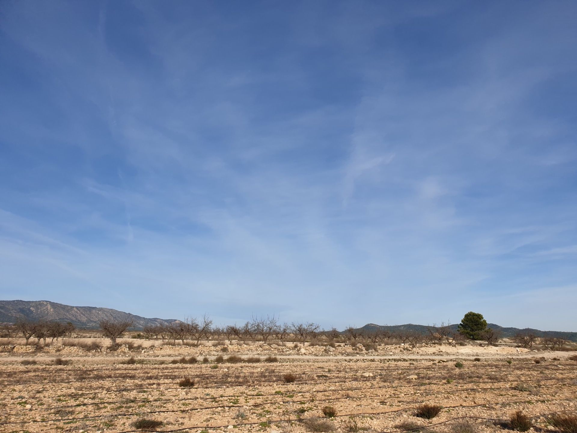 Tierra en Pinoso, Comunidad Valenciana 10723617