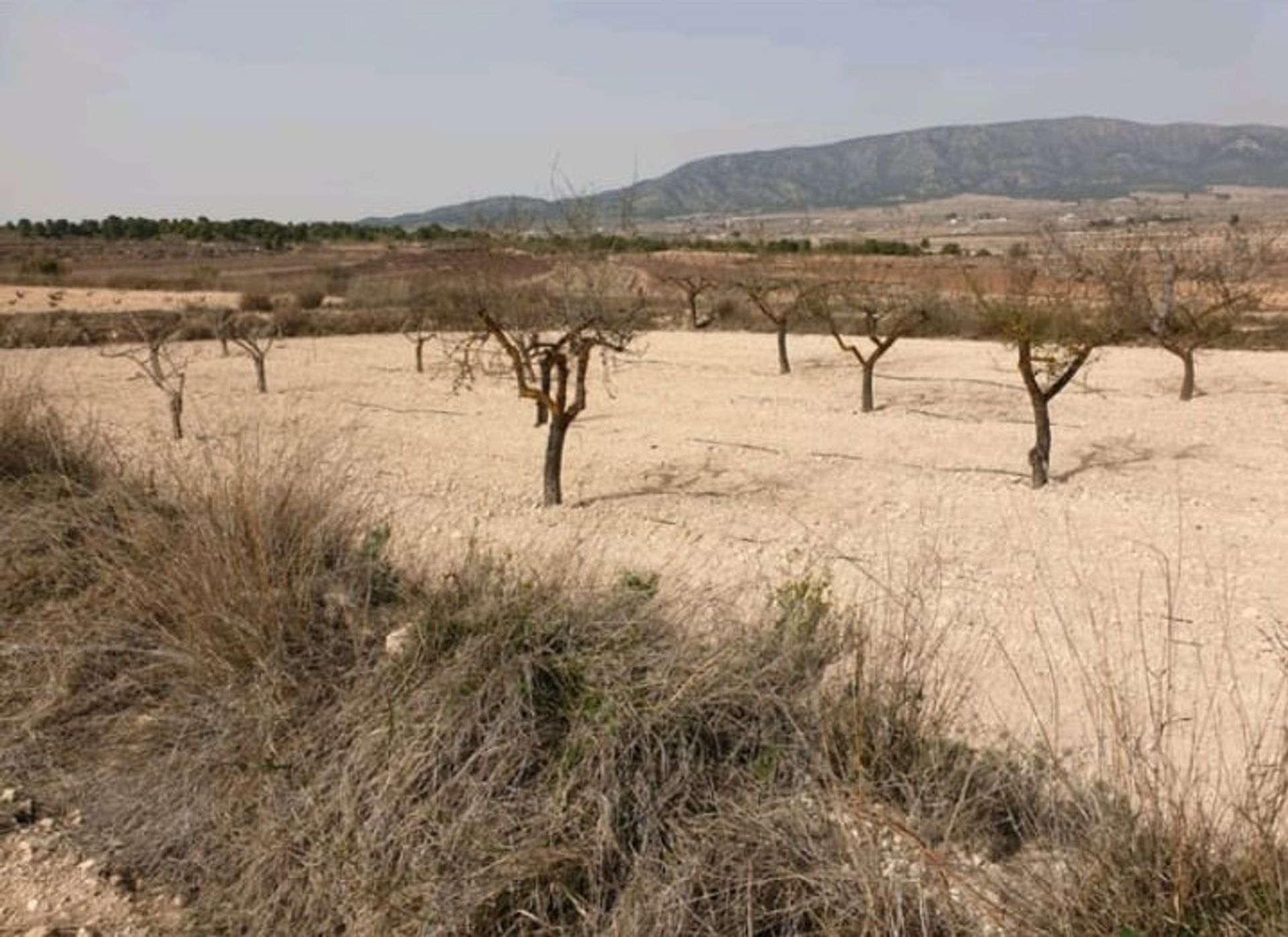 Tierra en Pinoso, Comunidad Valenciana 10723623