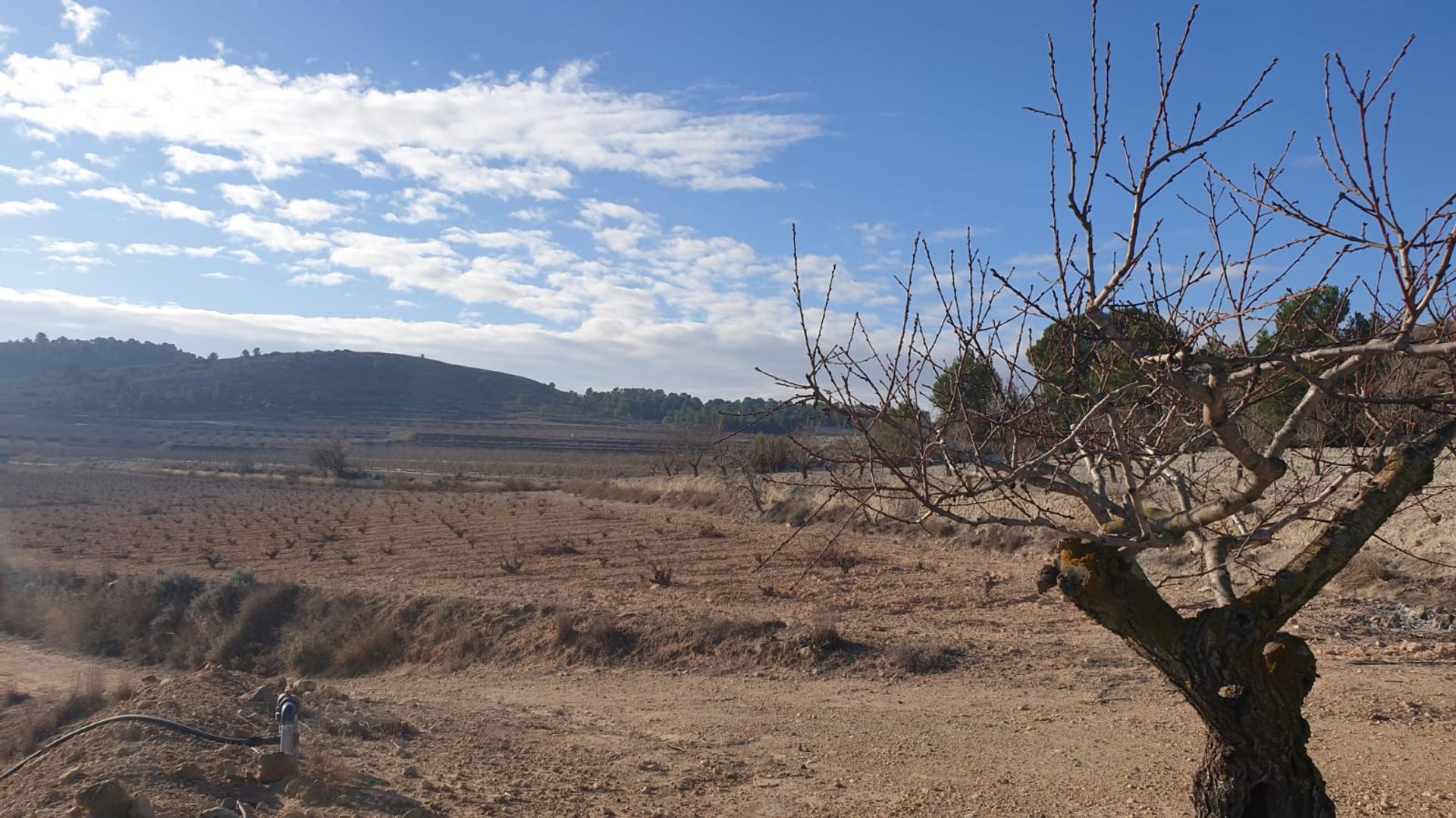 Tanah di Pinoso, Comunidad Valenciana 10723624