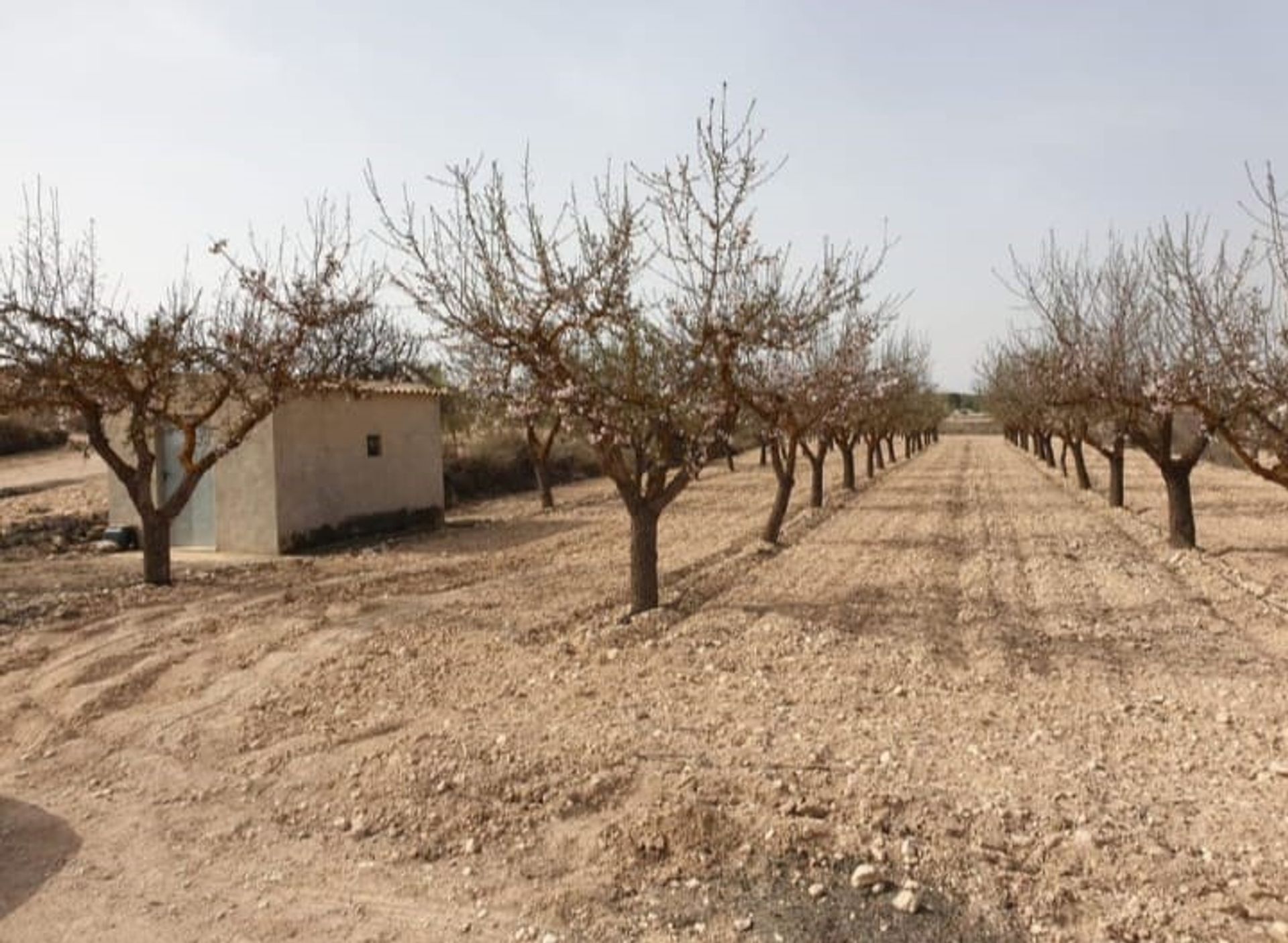 Tierra en Pinoso, Comunidad Valenciana 10723626