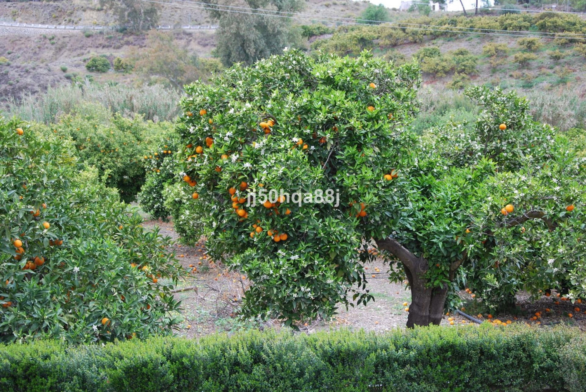 집 에 Alhaurín el Grande, Andalucía 10724038