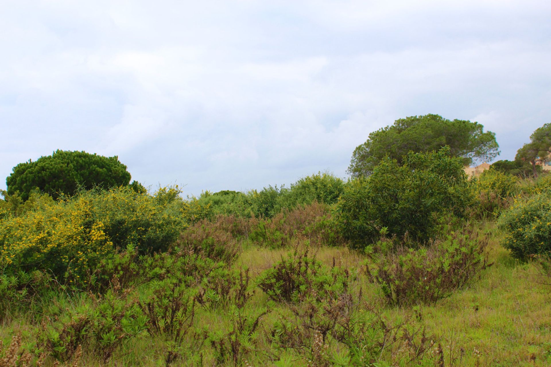 Land i Ojen, Andalusia 10724048