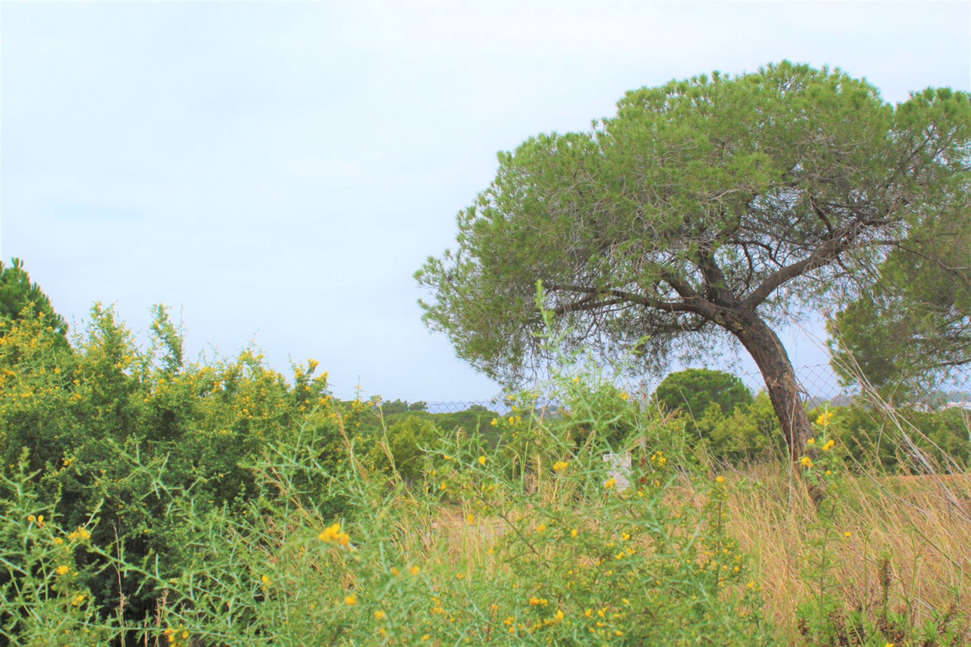 Land i Ojen, Andalusia 10724048