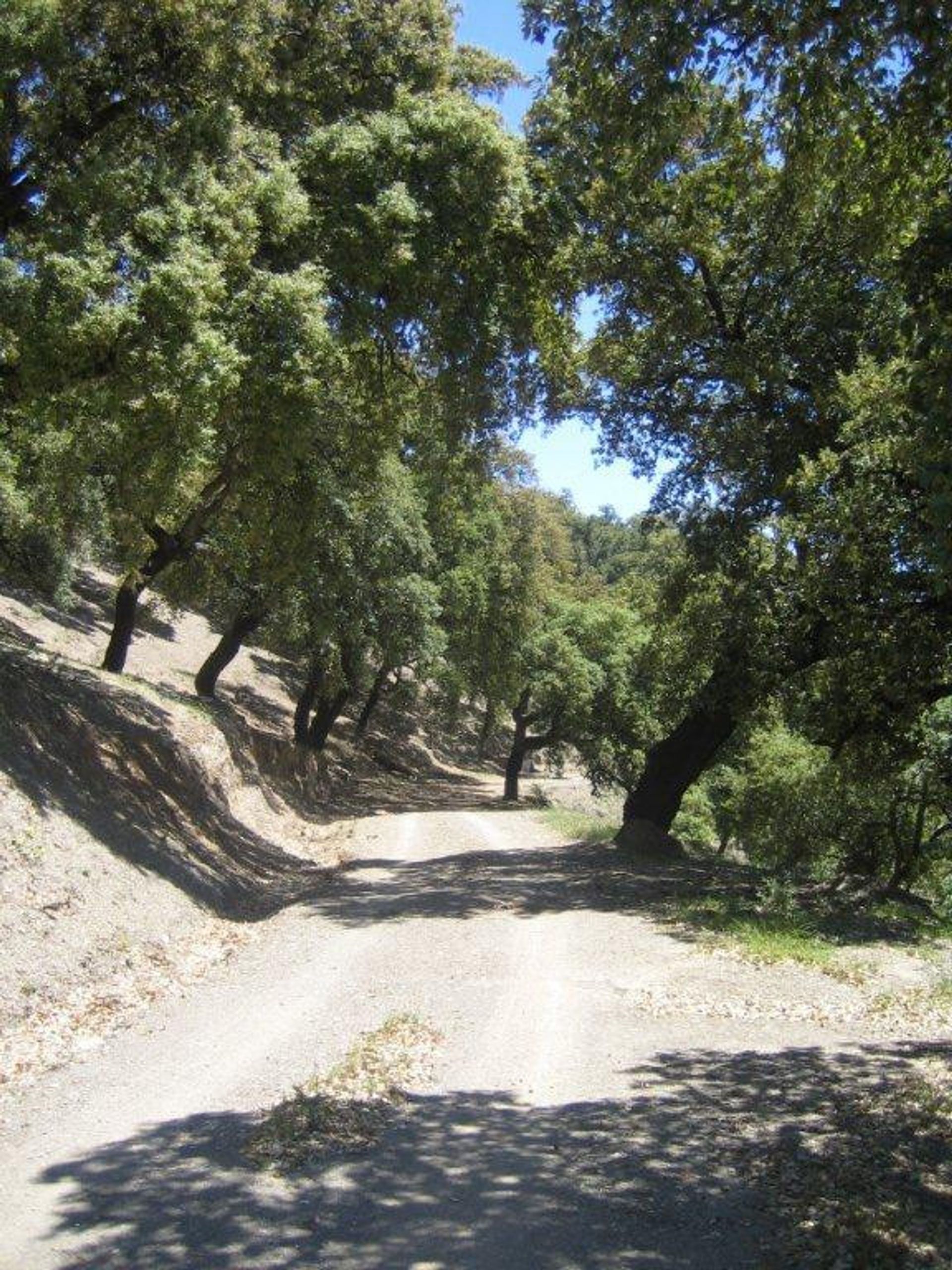 Land in Ronda, Andalucía 10724549