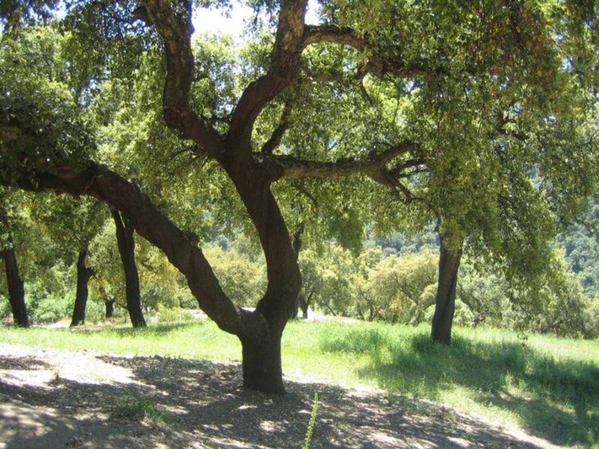 Land in Ronda, Andalucía 10724549