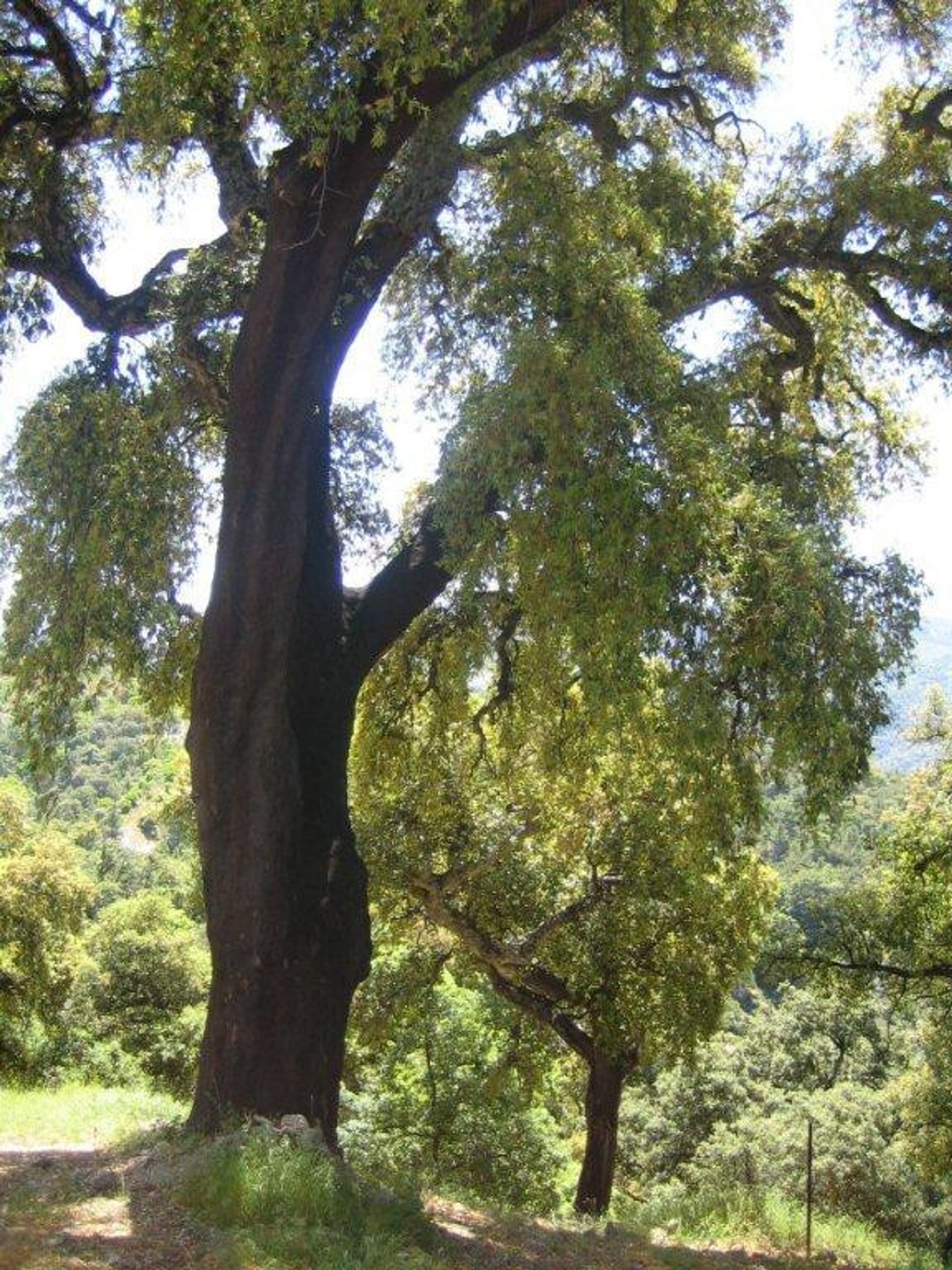 Земельные участки в Ronda, Andalucía 10724549