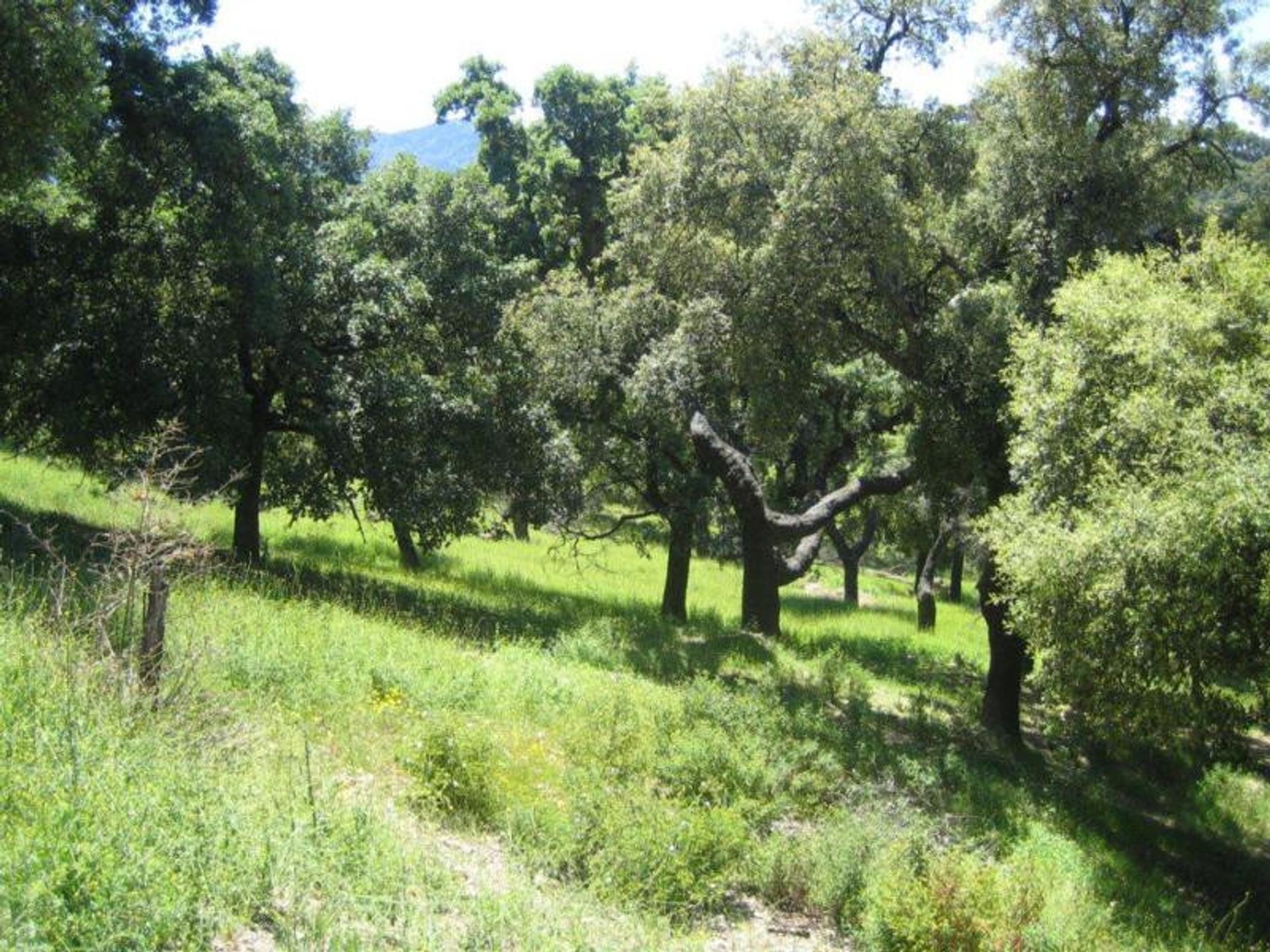 Land in Ronda, Andalucía 10724549