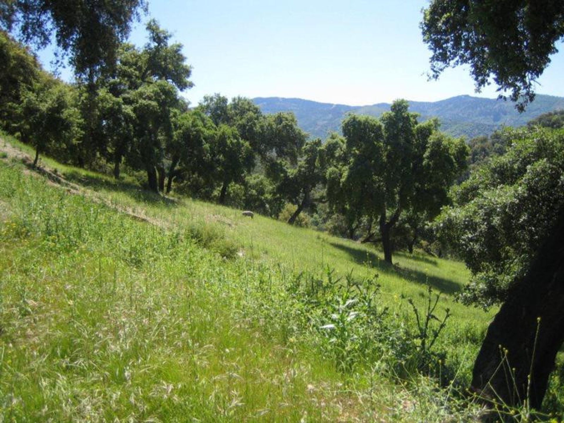 Land in Ronda, Andalucía 10724549