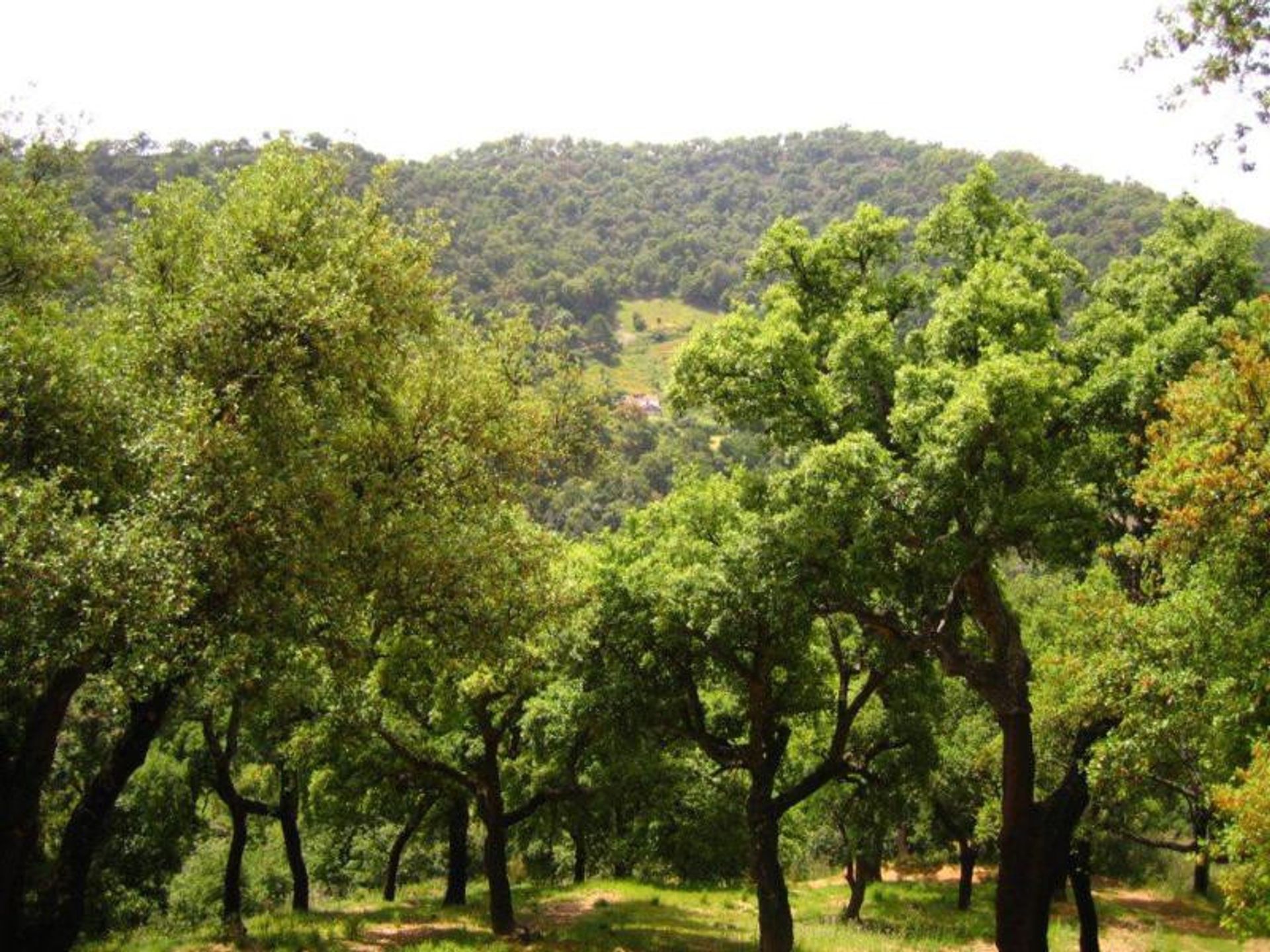 Land in Ronda, Andalucía 10724549