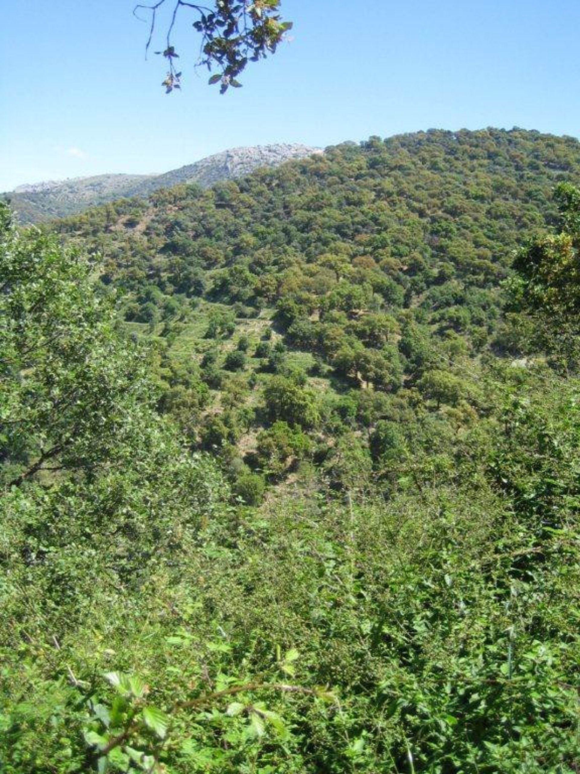 Land in Ronda, Andalucía 10724549