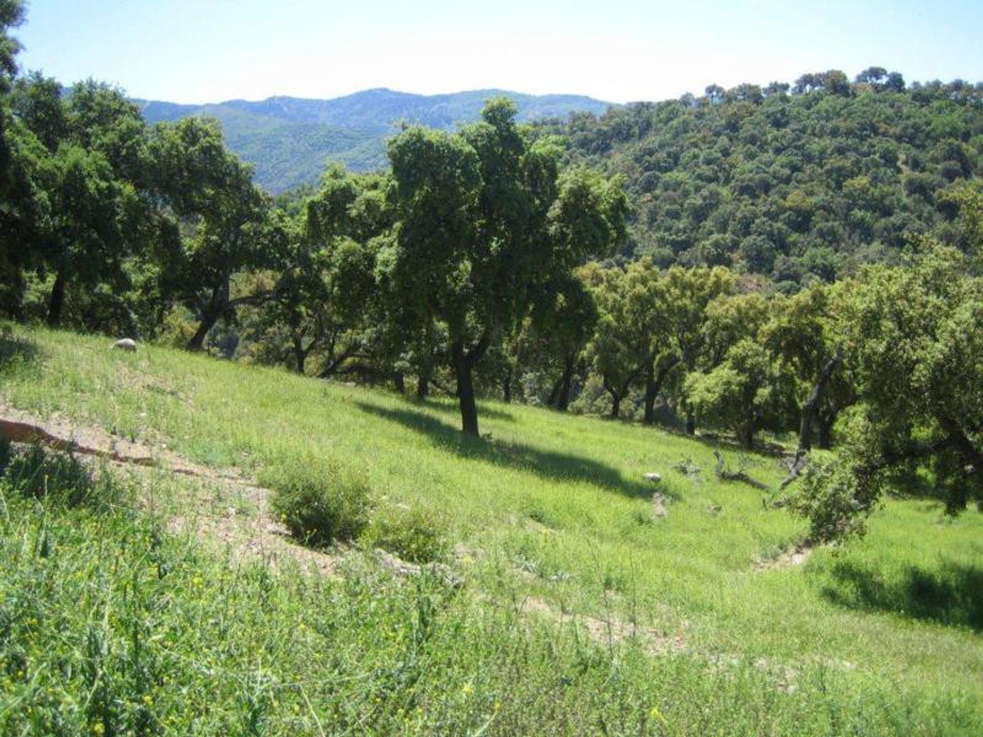 Jord i Ronda, Andalucía 10724549