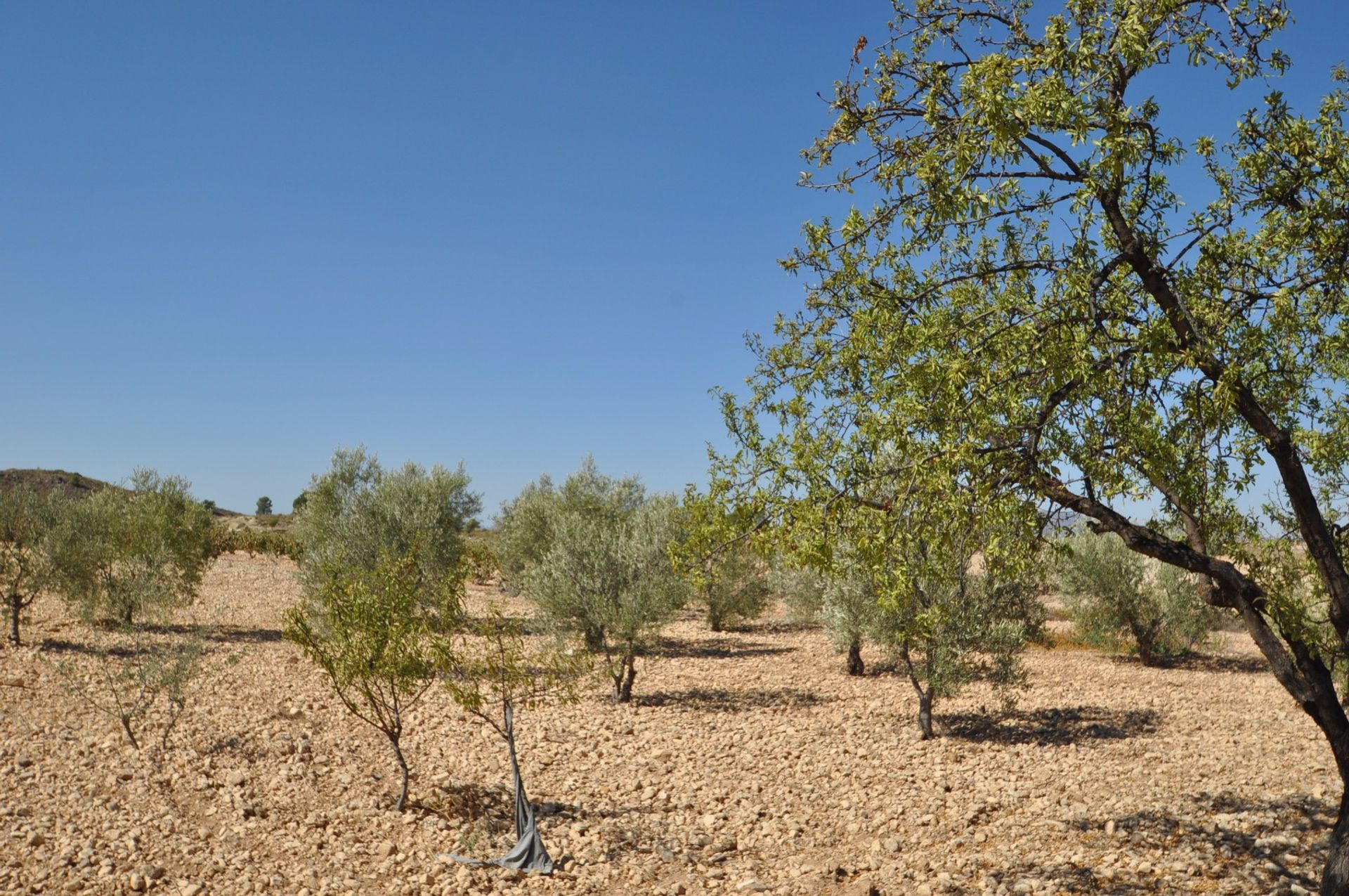 Tierra en Jumilla, Región de Murcia 10724862