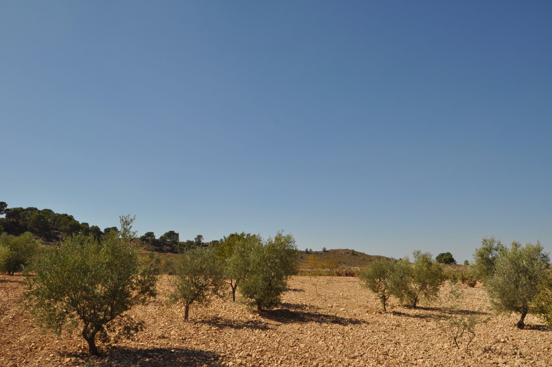 Land in Jumilla, Región de Murcia 10724862