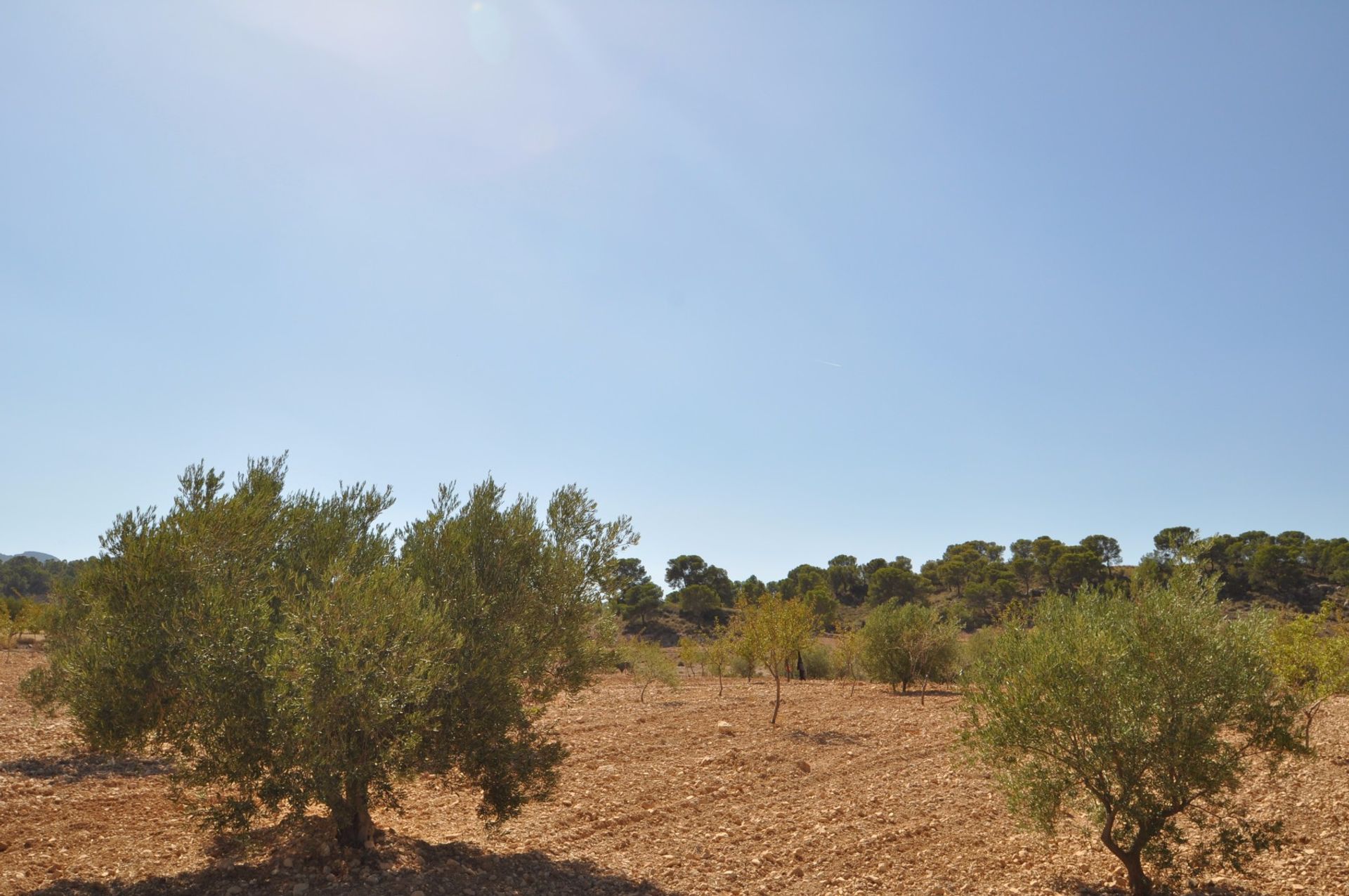 Land in Jumilla, Región de Murcia 10724862