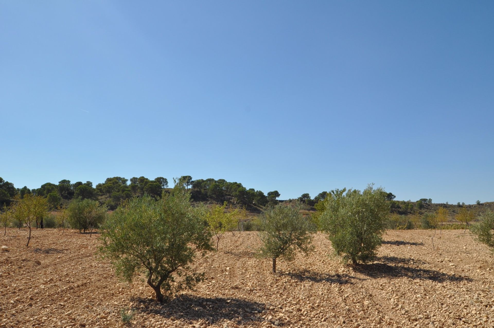 Land in Jumilla, Región de Murcia 10724862