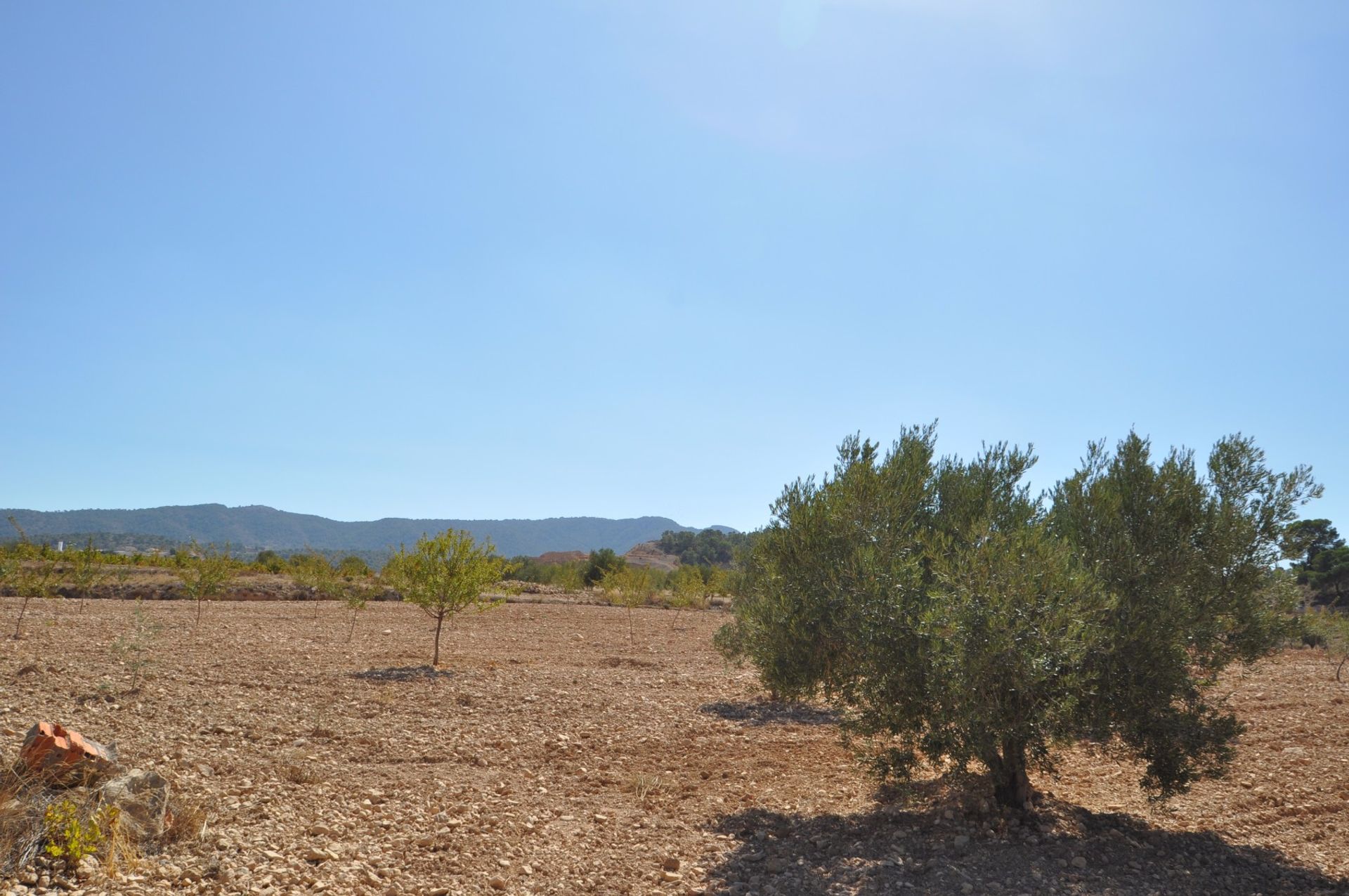 Jord i Jumilla, Región de Murcia 10724862