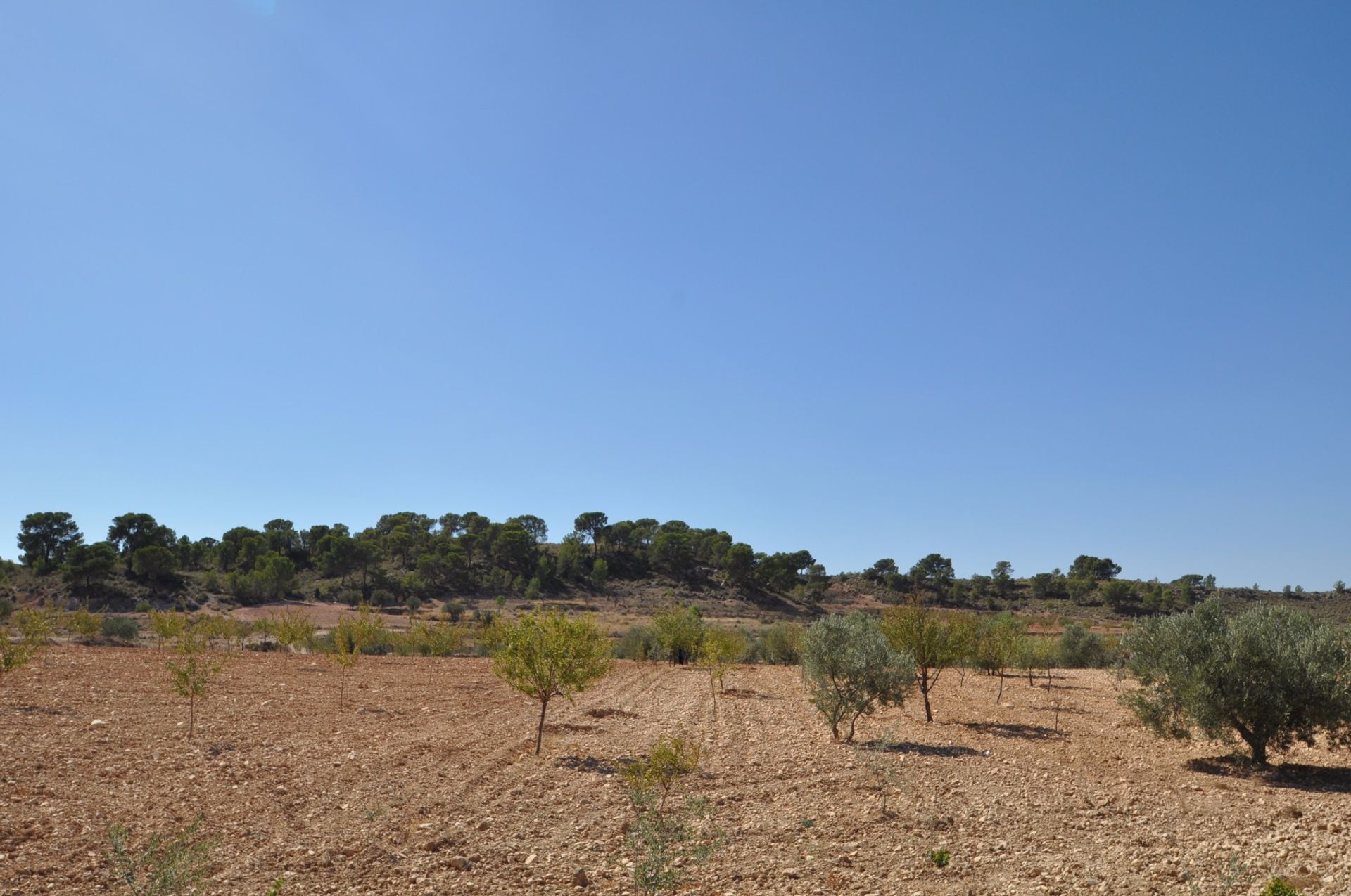 Land in Jumilla, Región de Murcia 10724862